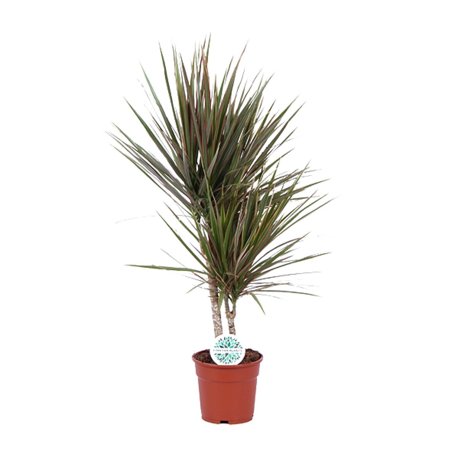 Dracaena Bicolor - Roślina Doniczkowa Dragontree - Ø17cm - Wysokość 75cm