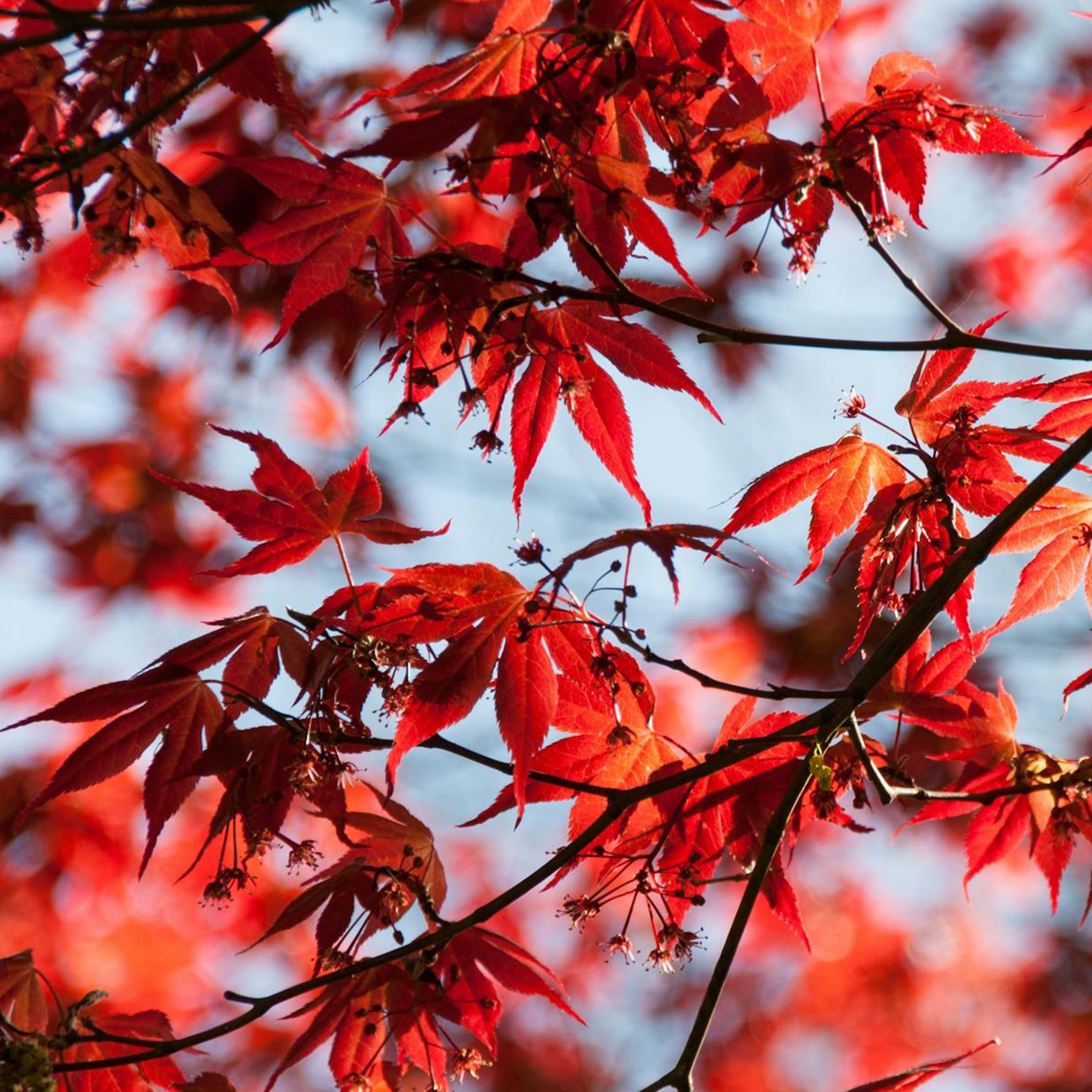 Érable du Japon - Acer palmatum 'Atropurpureum' - Hauteur 60-70cm - ⌀19cm - 4