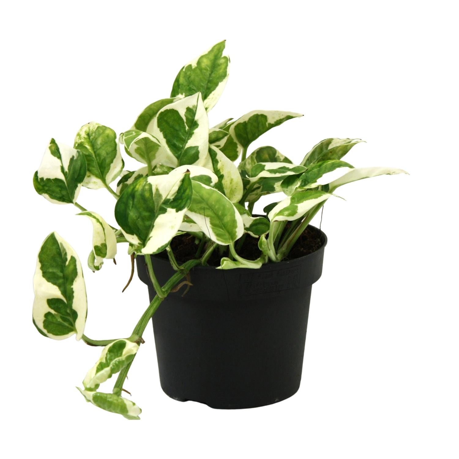 Scindapsus Epipremnum N'joy - Roślina Doniczkowa Ø12cm - Wysokość 15cm