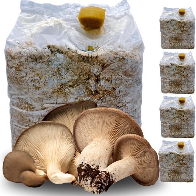 4 Kit Coltivazione Funghi Cardoncelli, Pleutorus Eryngii, Fungo della Murgia Pugliese, Micelio selezionato di Prima Scelta, Balletta da 3 Kg