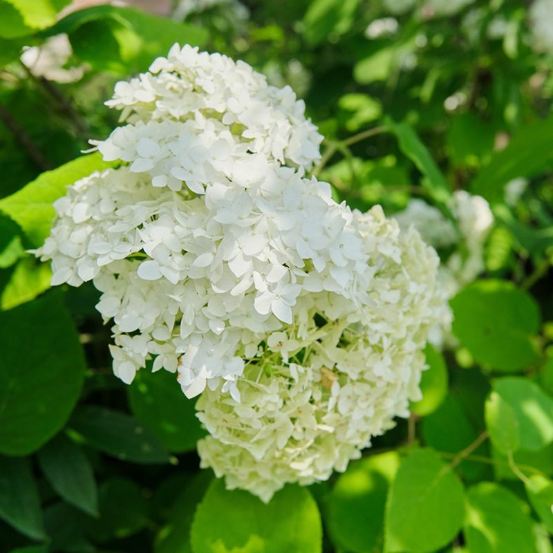 Hortensia à grandes feuilles 'Sœur Thérèse' (Hydrangea macrophylla 'Soeur Thérèse') - Godet 9cm - Pépinières Naudet - 2