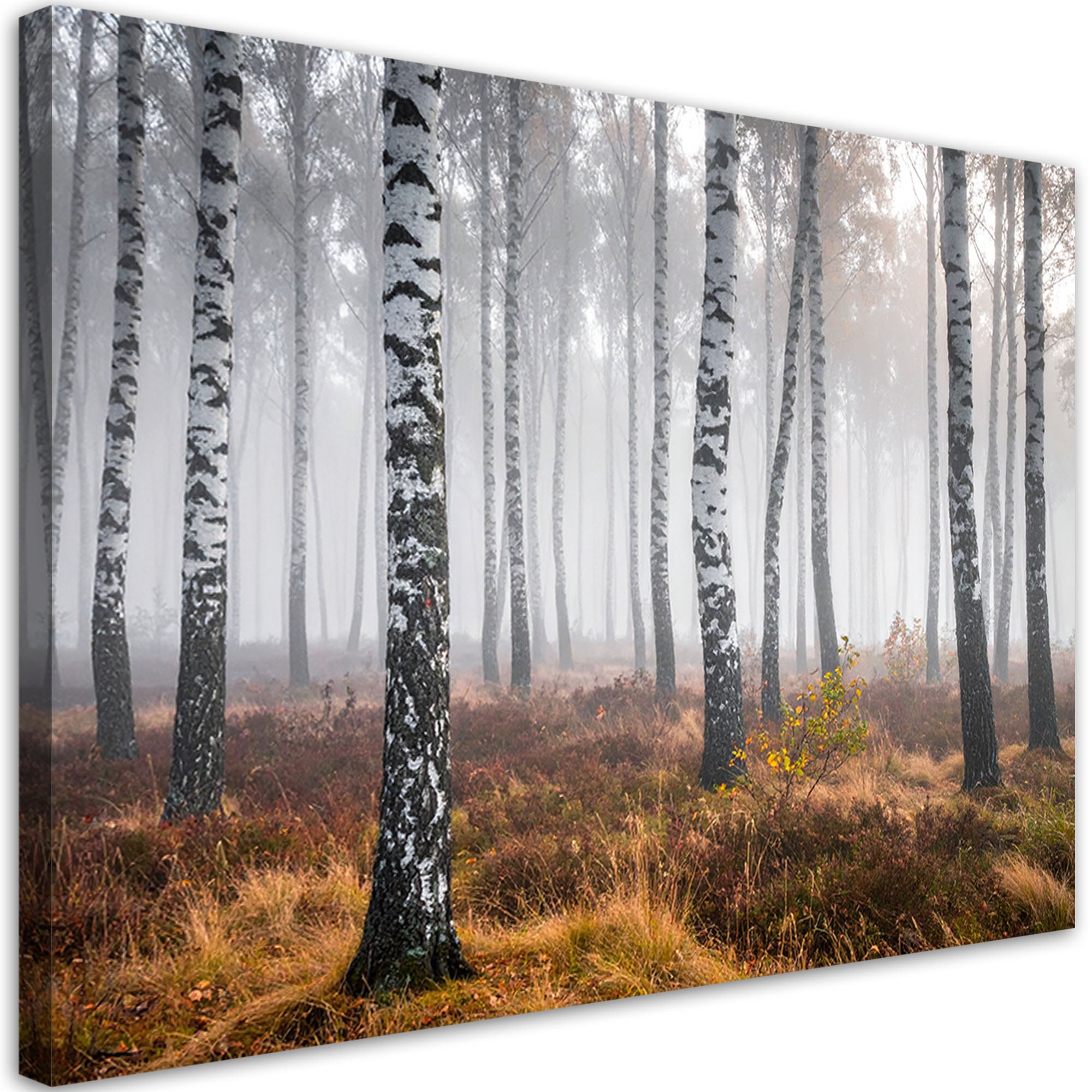 Obraz do salonu sypialni kuchni biura, Las brzozowy we mgle pejzaż 60x40