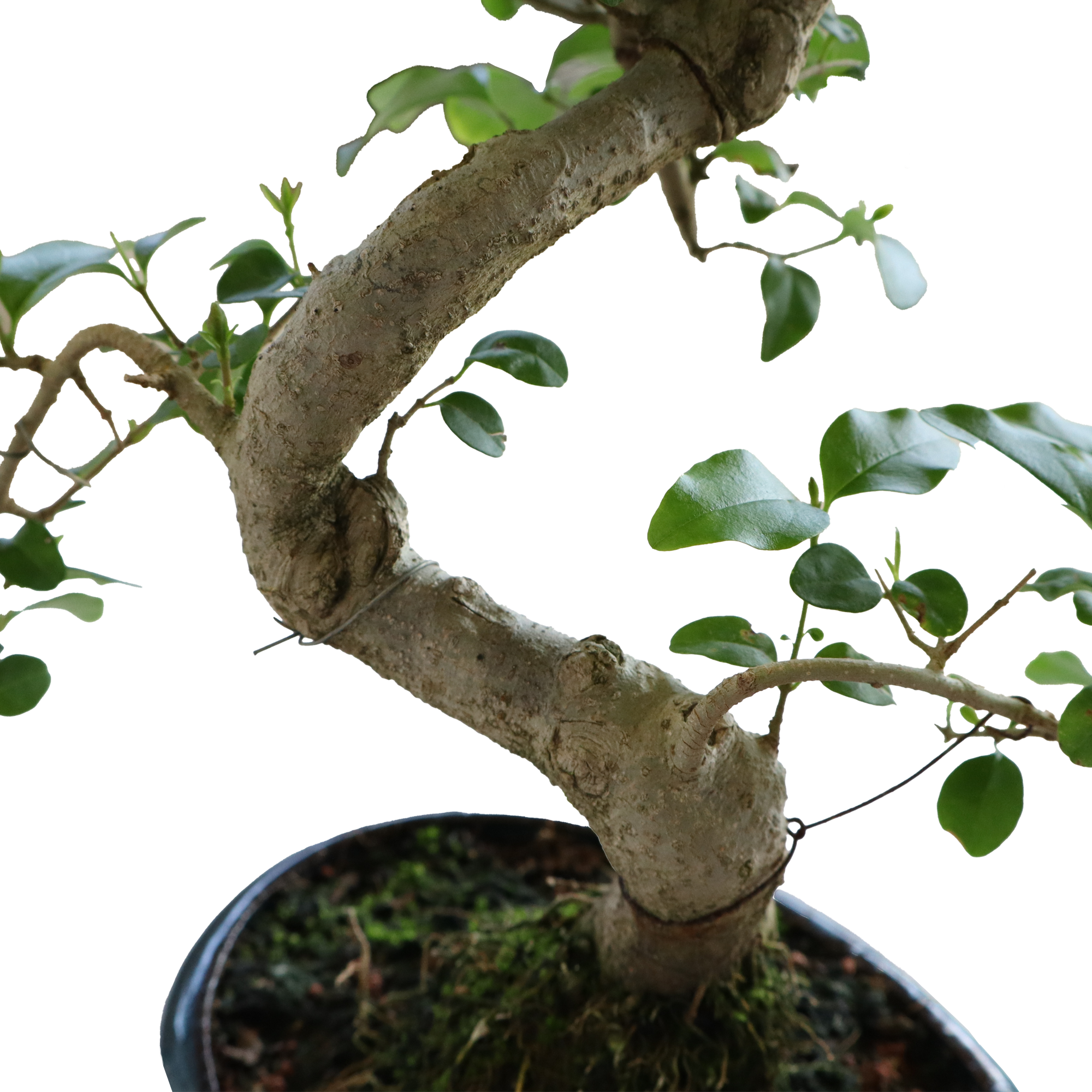 KENTIS - Bonsai di Ligustro a S - Ligustrum Sinensis - Bonsai Pianta Vera  da Esterno - Vaso Artigianale in Ceramica - H 30-40 cm Vaso  15 cm a S |  Leroy Merlin