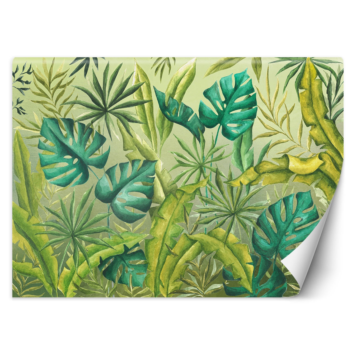Fototapeta, Liście Monstera 254x184