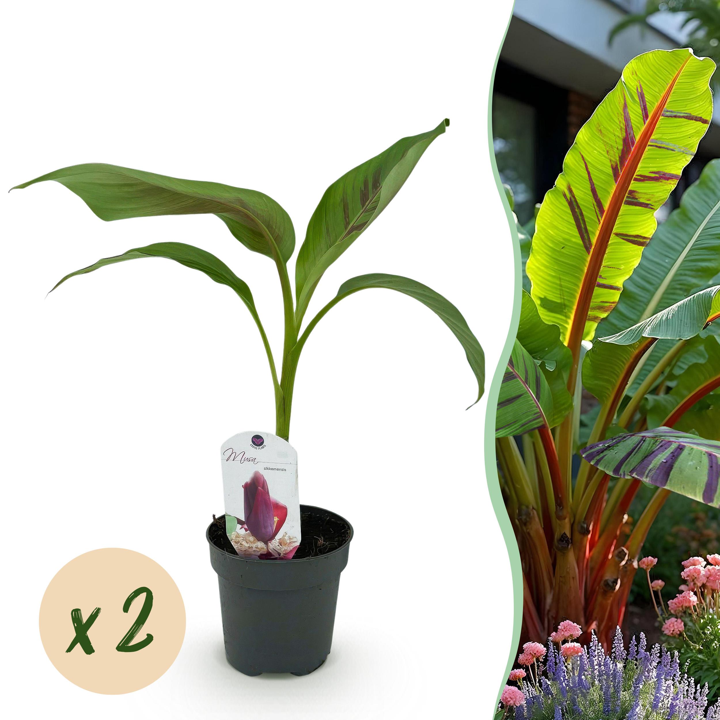 Green boutiQ Musa sikkimensis Red Tiger – 2 rośliny – Doniczka 12 cm – 30 cm