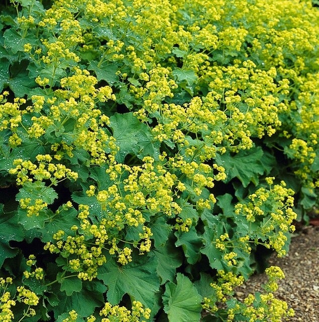 24x Plante Alchemilla mollis - ↕10-25cm (hauteur) - Ø9cm (diamètre)– ComfortXL Green - 6