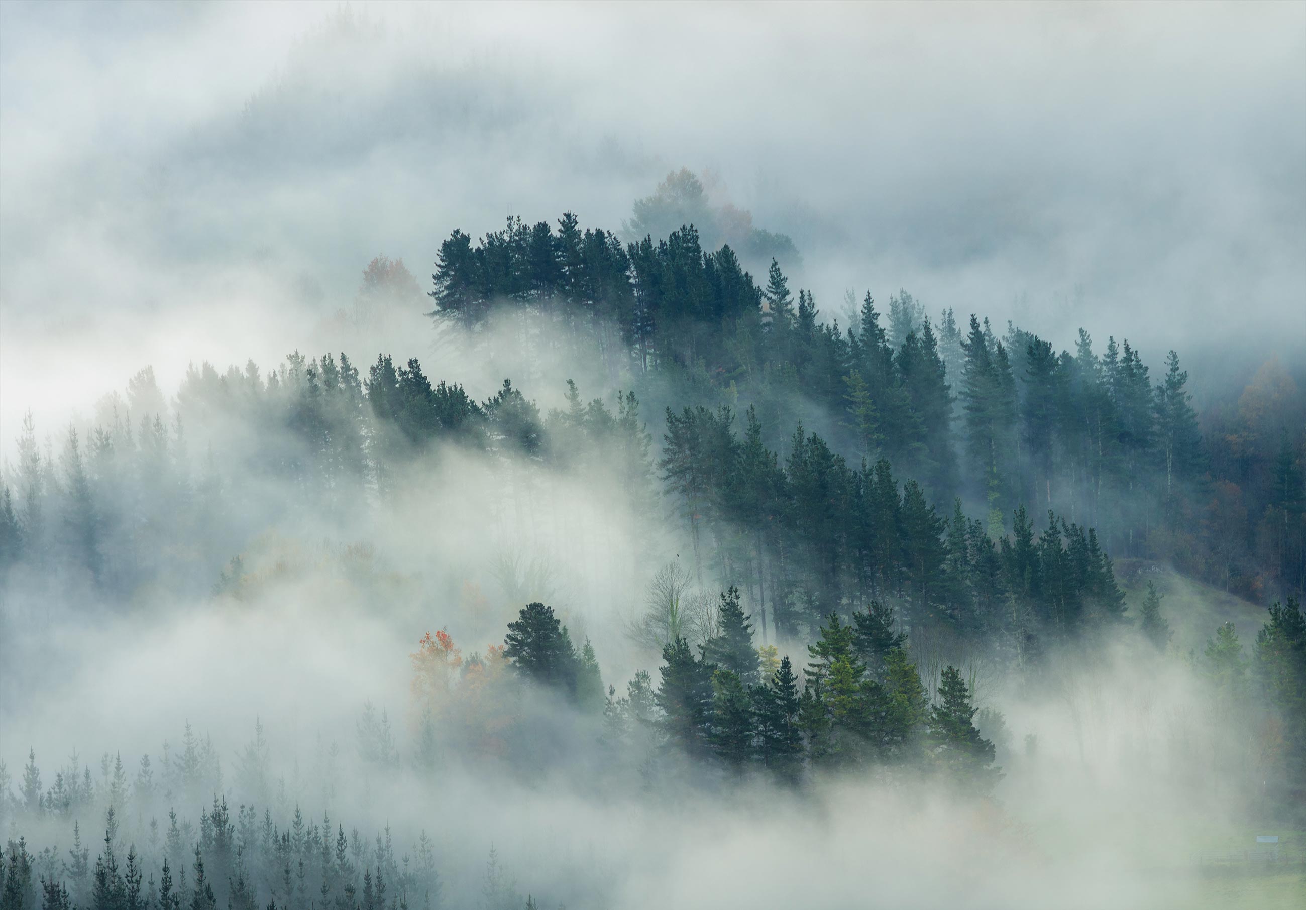 Papel pintado fotografia bosque niebla nature paisaje 416x254 cm - incluye cola - moderno salon dormitorio papel no tejido