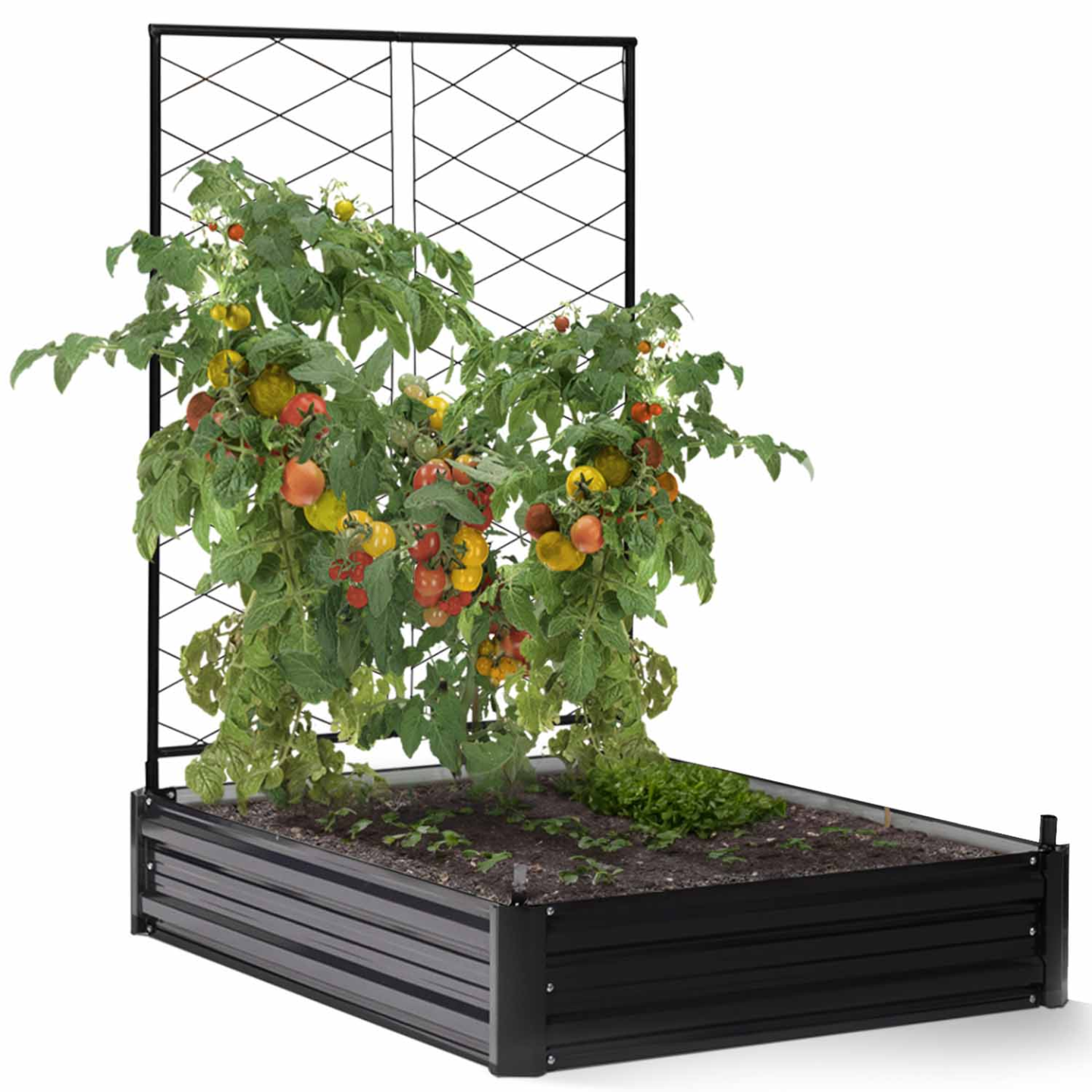 Kit complet 3 bacs métal modulables carrés potager et serre à tomates + treillis + housse - 5