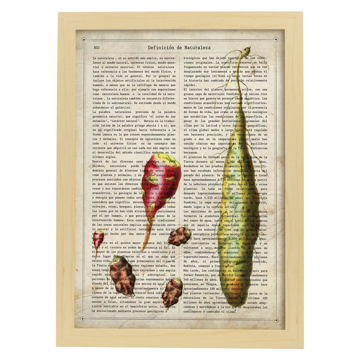 Poster de patatas. láminas de frutas y verduras con definiciones. ilustraciones de alimentacion vegetariana. marco blanco - a3
