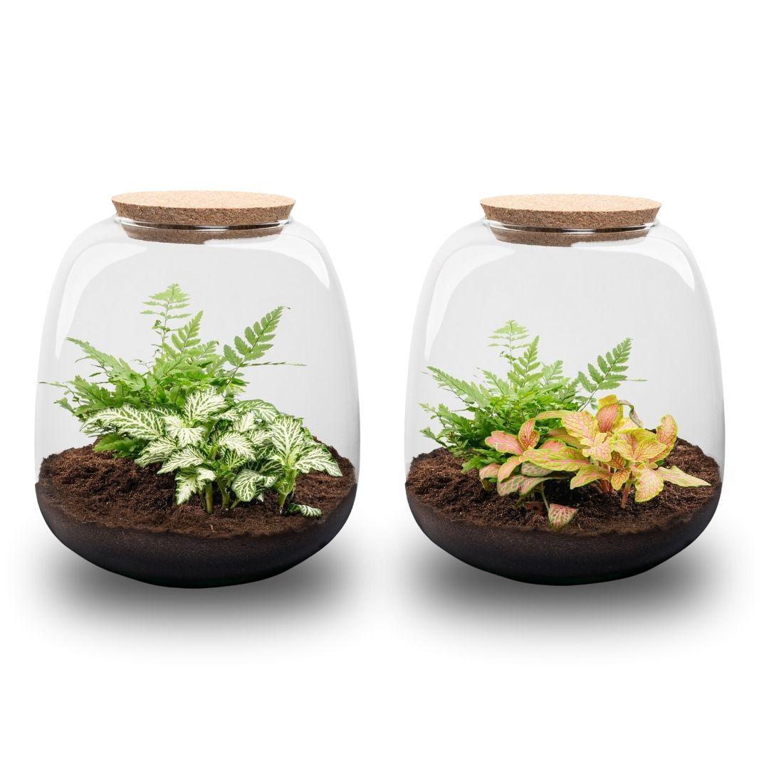 Mini Terrário de Plantas Kit DIY Ø19x20 cm – Mini Ecossistema para Montar com Fittonia Ruby Lime - 2