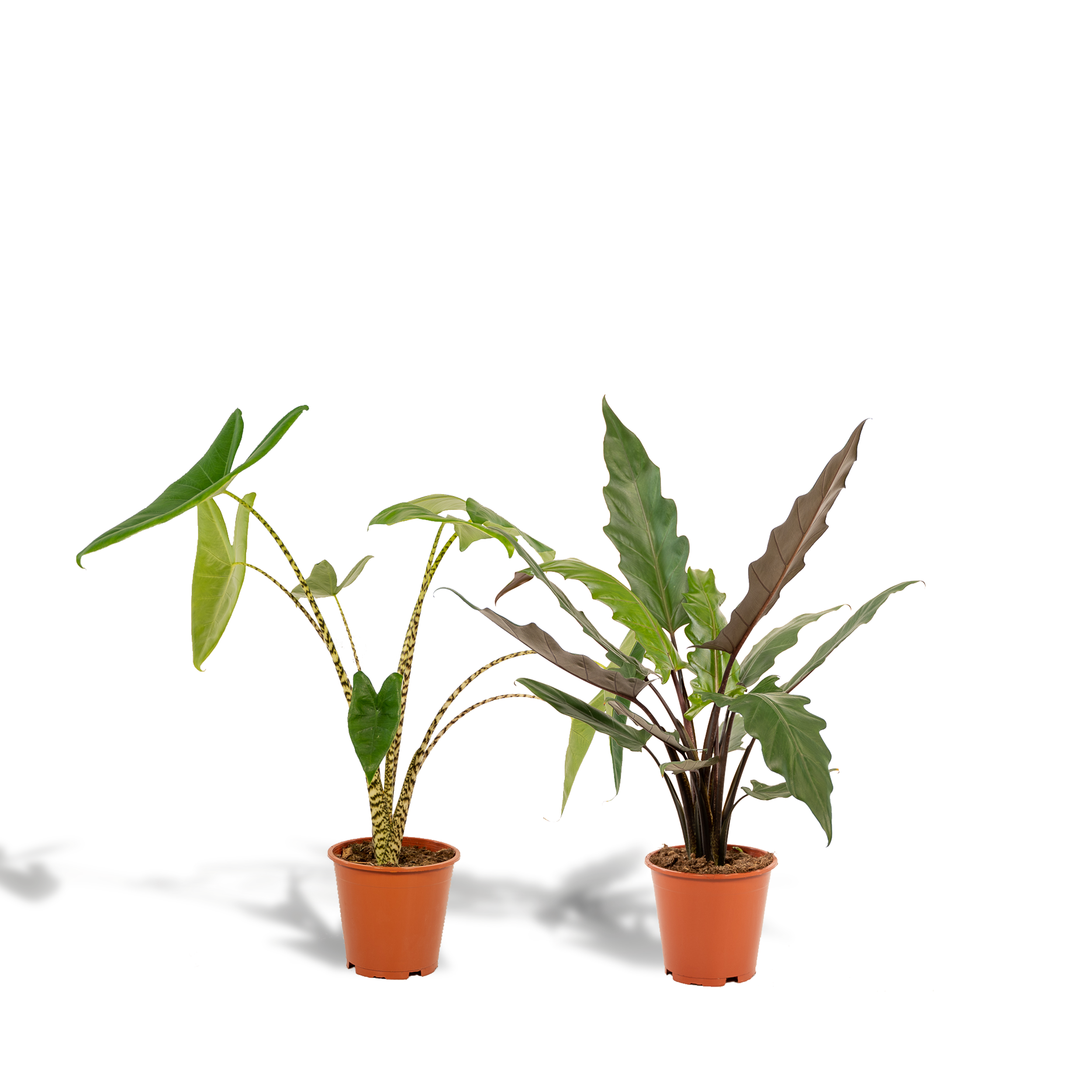 Zestaw 2 alokazji doniczkowych – Zebrina i Lauterbachiana – Ø19cm H75cm