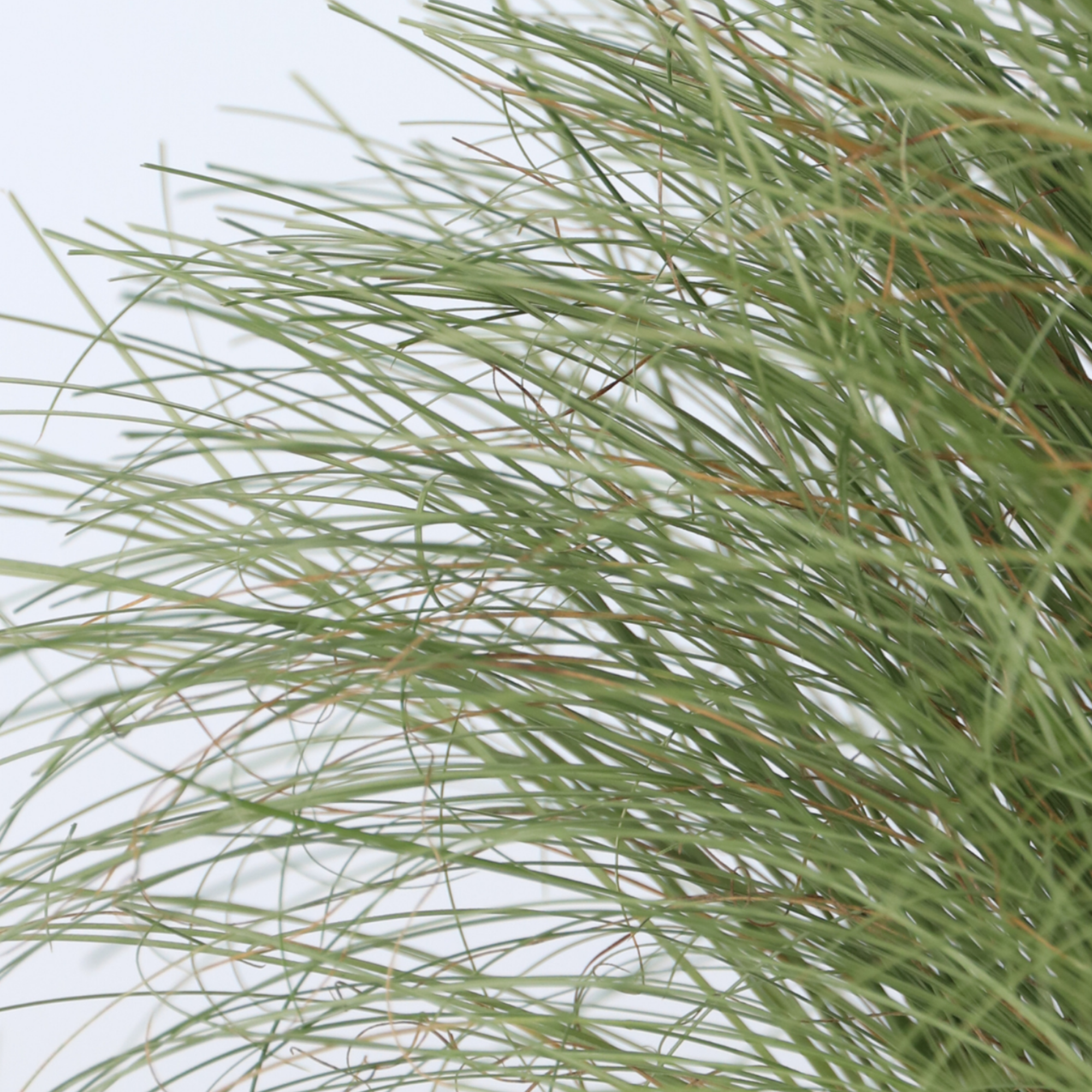Laîche - Set de 6 - Carex 'Amazon Mist' - Hauteur 15-25cm - ⌀10,5cm - 4