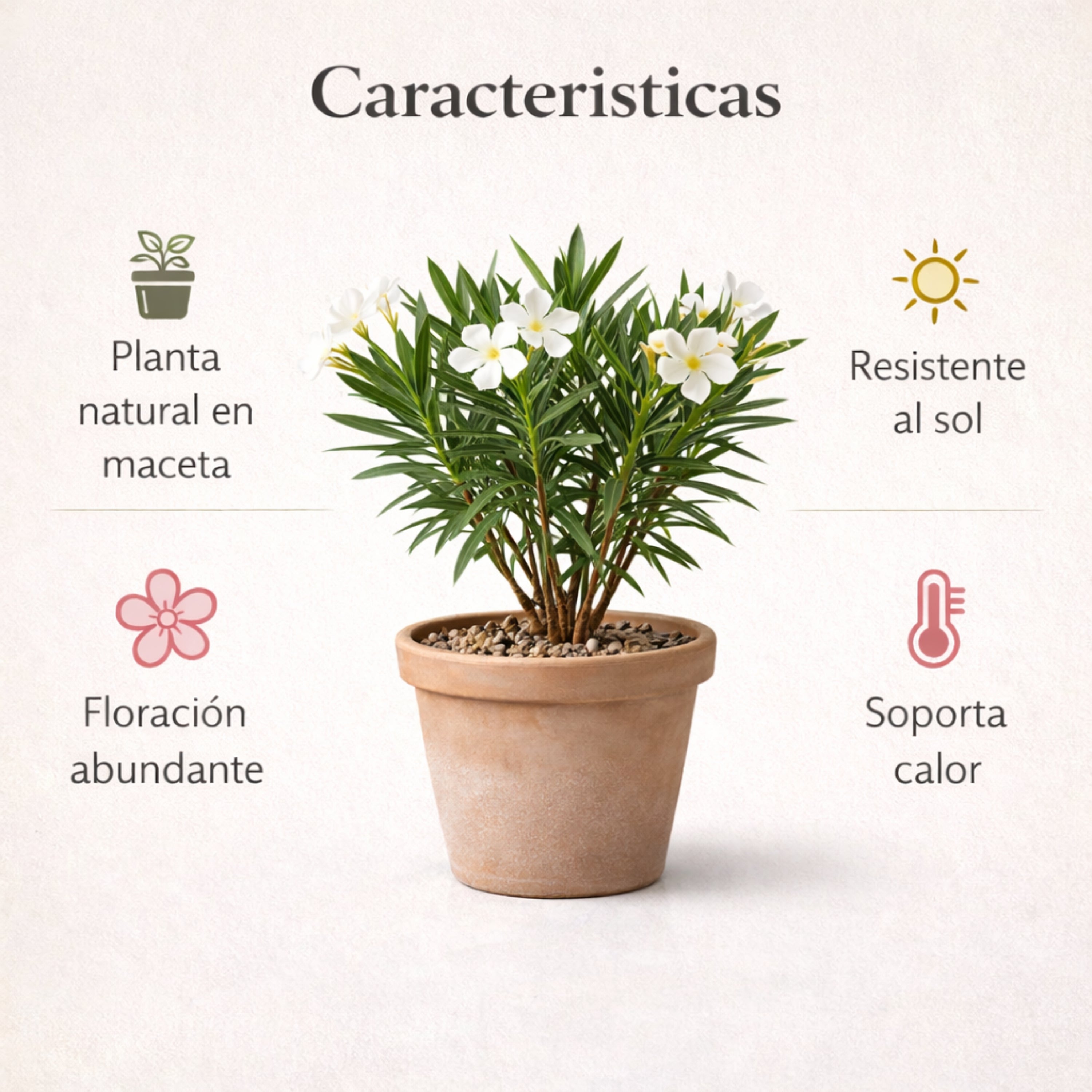 Adelfa Nerium Oleander Planta Natural en Maceta Flor Blanca, Arbusto Ornamental Exterior Resistente al Sol, Planta Viva Fácil Cuidado. Adelfa Blanco - 3