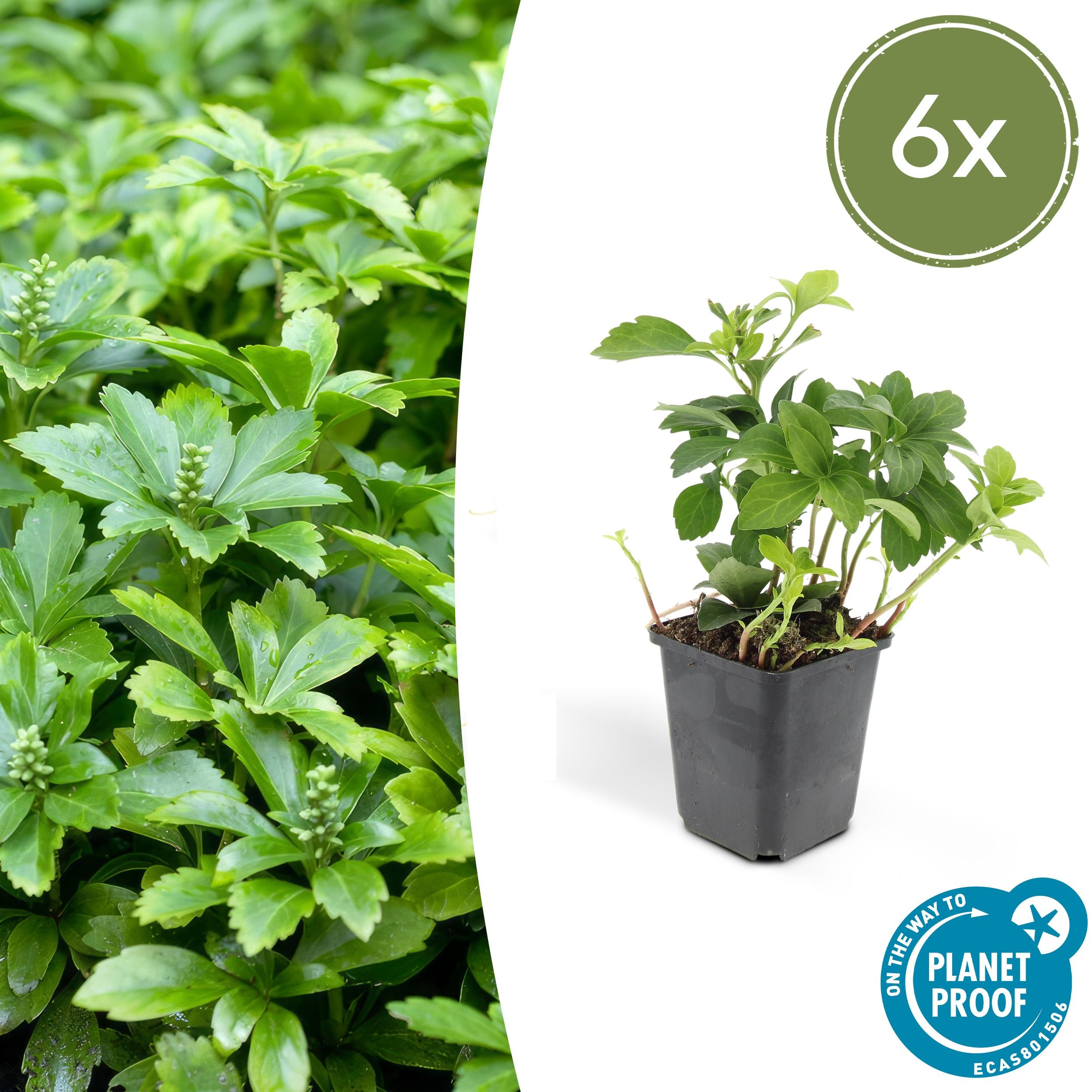 6x Pachysandra terminalis ‘Green Carpet’ – zimozielony okrywowy 10–25 cm, doniczka Ø 9 cm, białe kwiaty