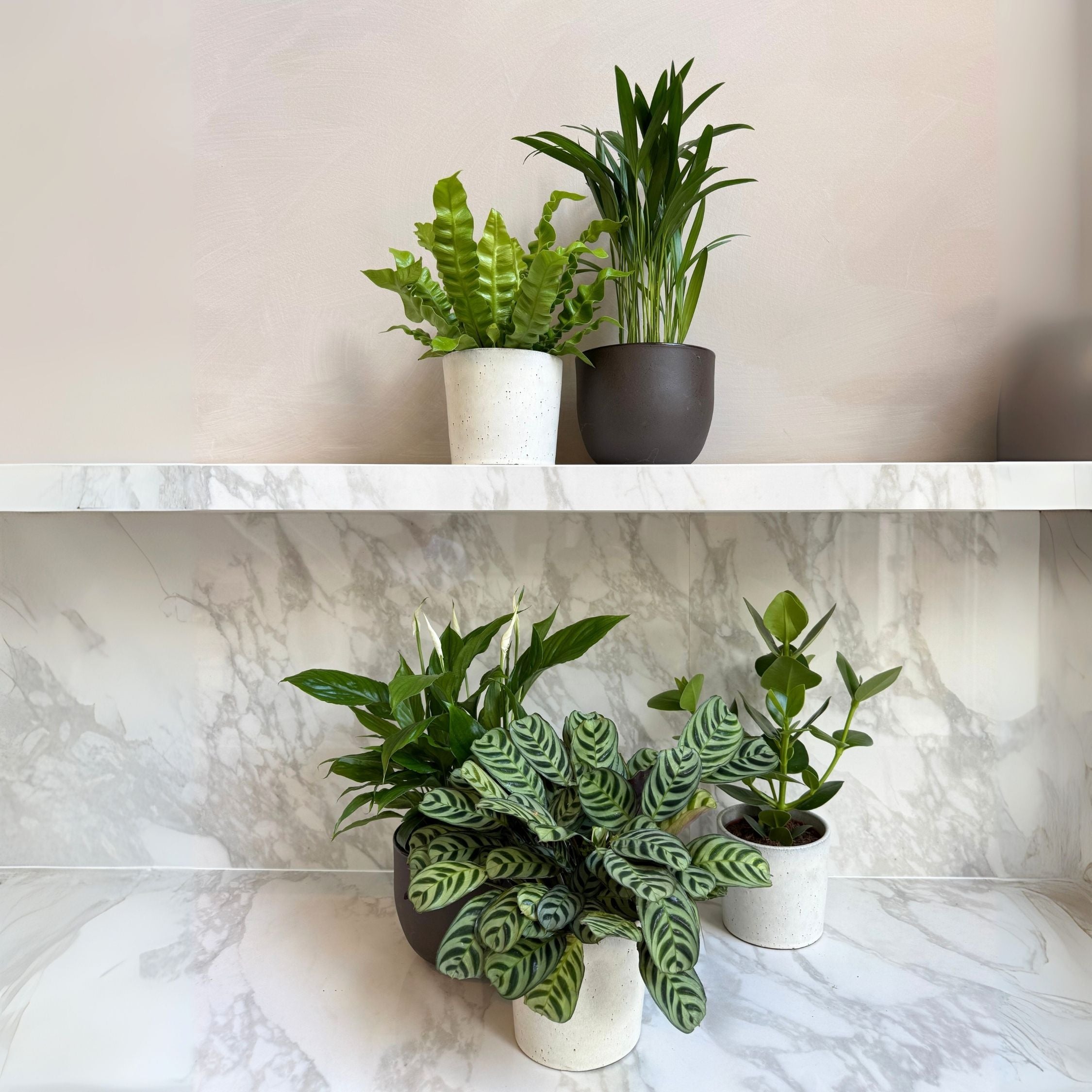 Impianti di purificazione dell'aria - 5 Pezzi - Altezza 25-40cm - ⌀12cm - 7