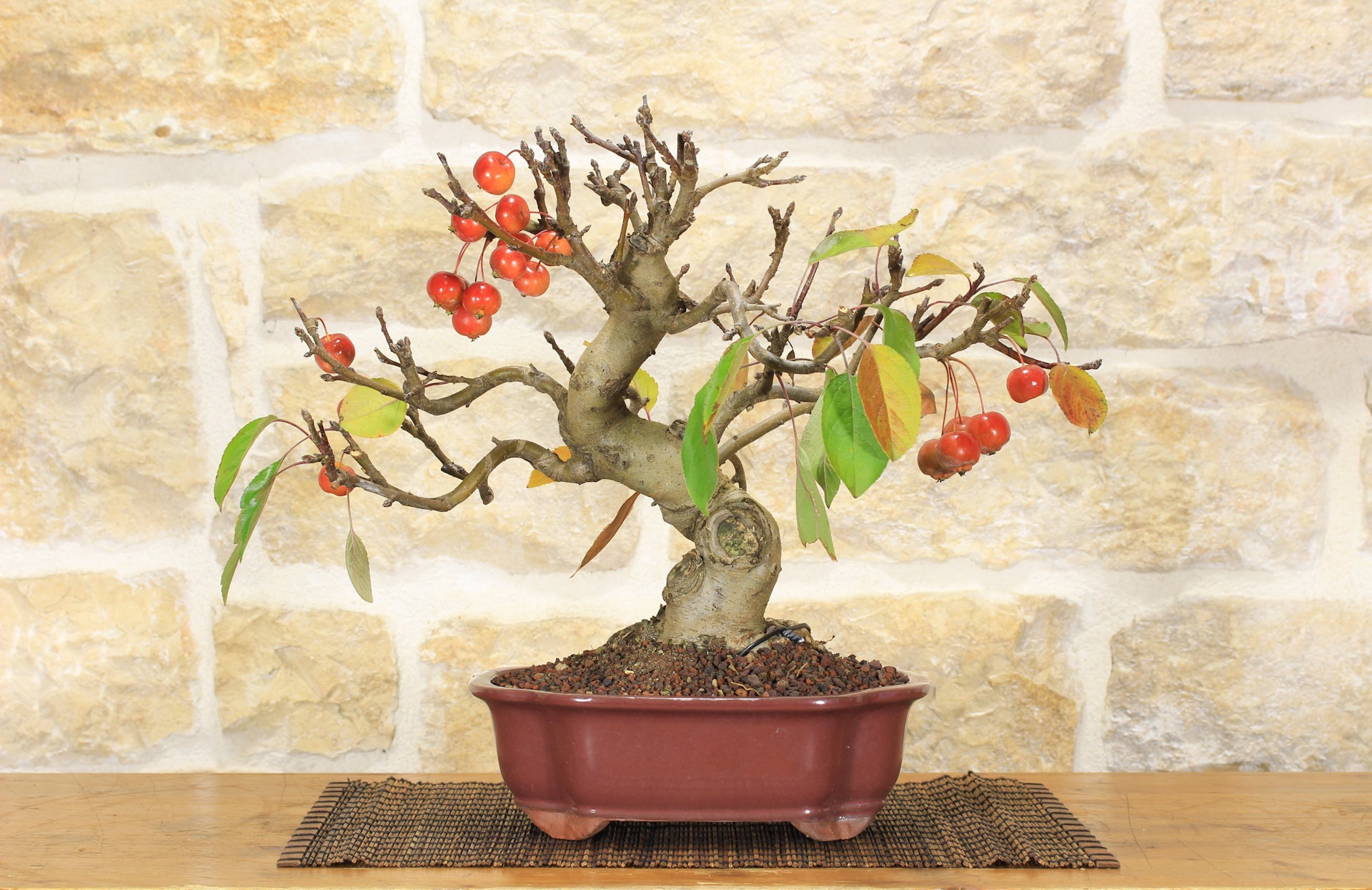 Bonsai di Melo selvatico (98) | Leroy Merlin