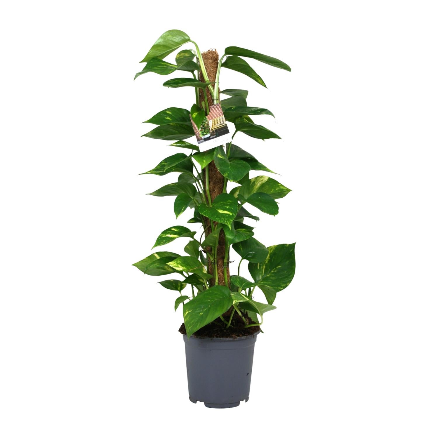 Scindapsus Epipremnum – Roślina doniczkowa Ø19cm Wysokość 80cm Liście zielone