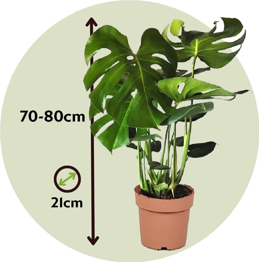 philodendron radiatum Philodendron Radiatum Var Radiatum | Uprooted
