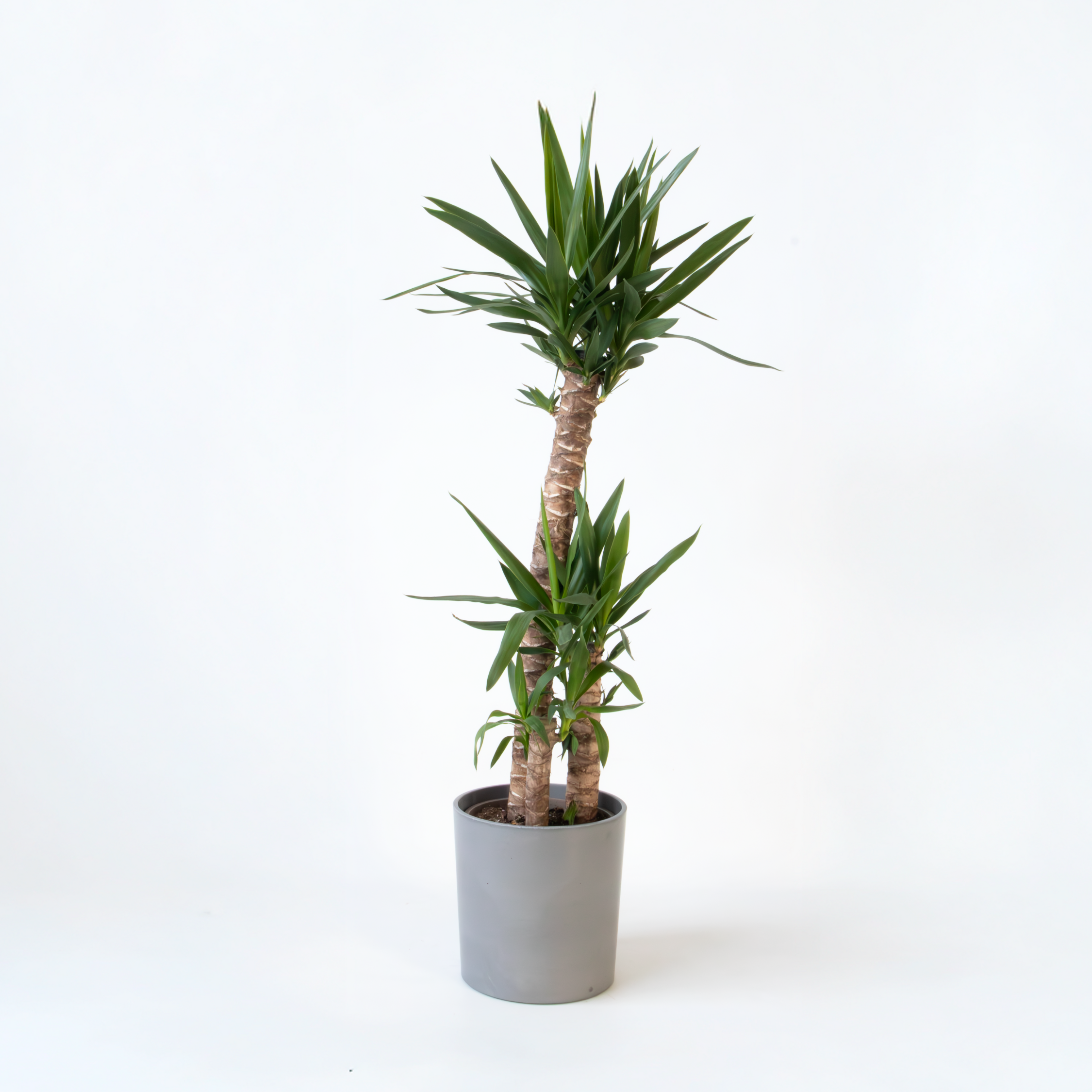 Pied d'éléphant - Yucca elephantipes - Hauteur 130-140cm - ⌀24cm - 5