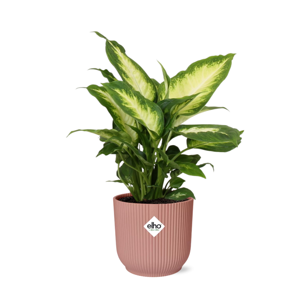 Dieffenbachia ‘Camilla’ w doniczce ELHO Vibes Fold różowej Ø14cm - Roślina doniczkowa oczyszczająca powietrze