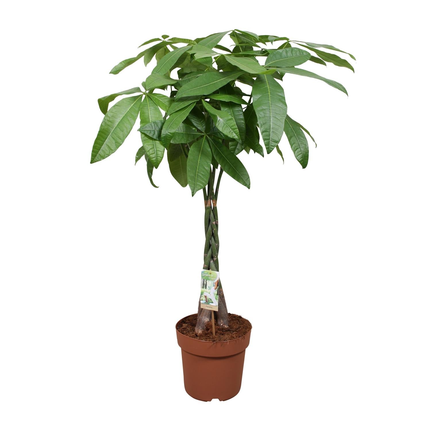 Pachira Aquatica Roślina Doniczkowa Ø24cm Wysokość 120cm | Ozdobne Drzewko Szczęścia do Wnętrz
