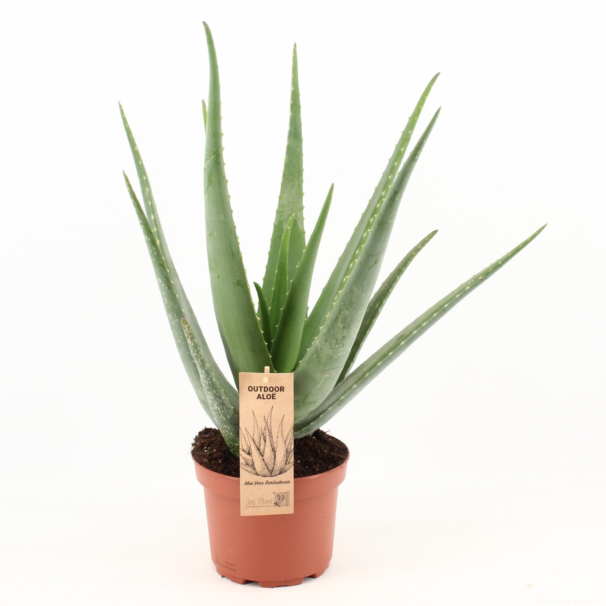 Aloes Vera roślina doniczkowa ozdobna i lecznicza - Doniczka Ø19cm - Wysokość 70cm