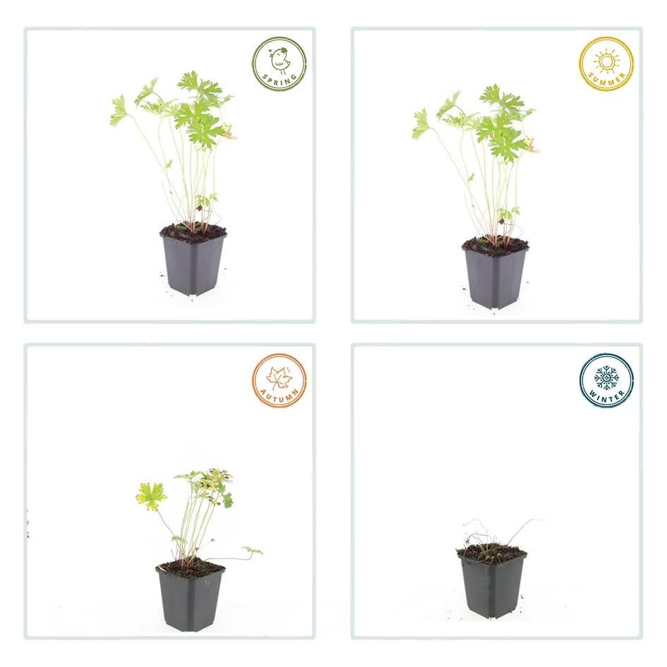 24x Plante Geranium 'Johnson's Blue' - ↕10-25cm (hauteur) - Ø9cm (diamètre)– ComfortXL Green - 4