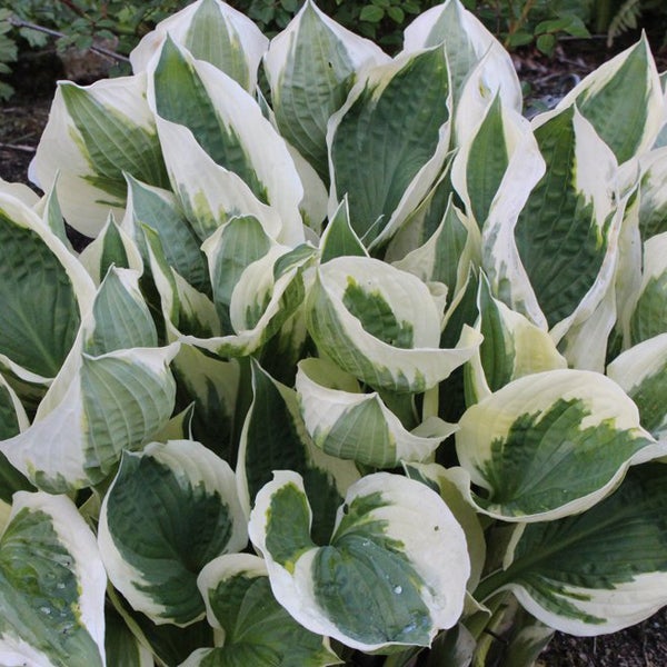 6 x Hosta - Hosta 'Patriot' - godet 9x9 cm | Leroy Merlin