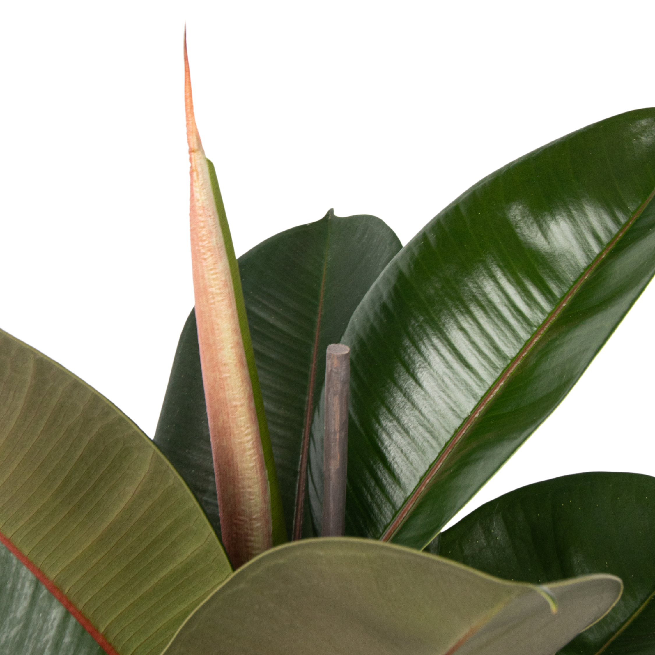 Caoutchouc - Ficus Elastica 'Robusta' - Hauteur 75-100cm - ⌀24cm - 4