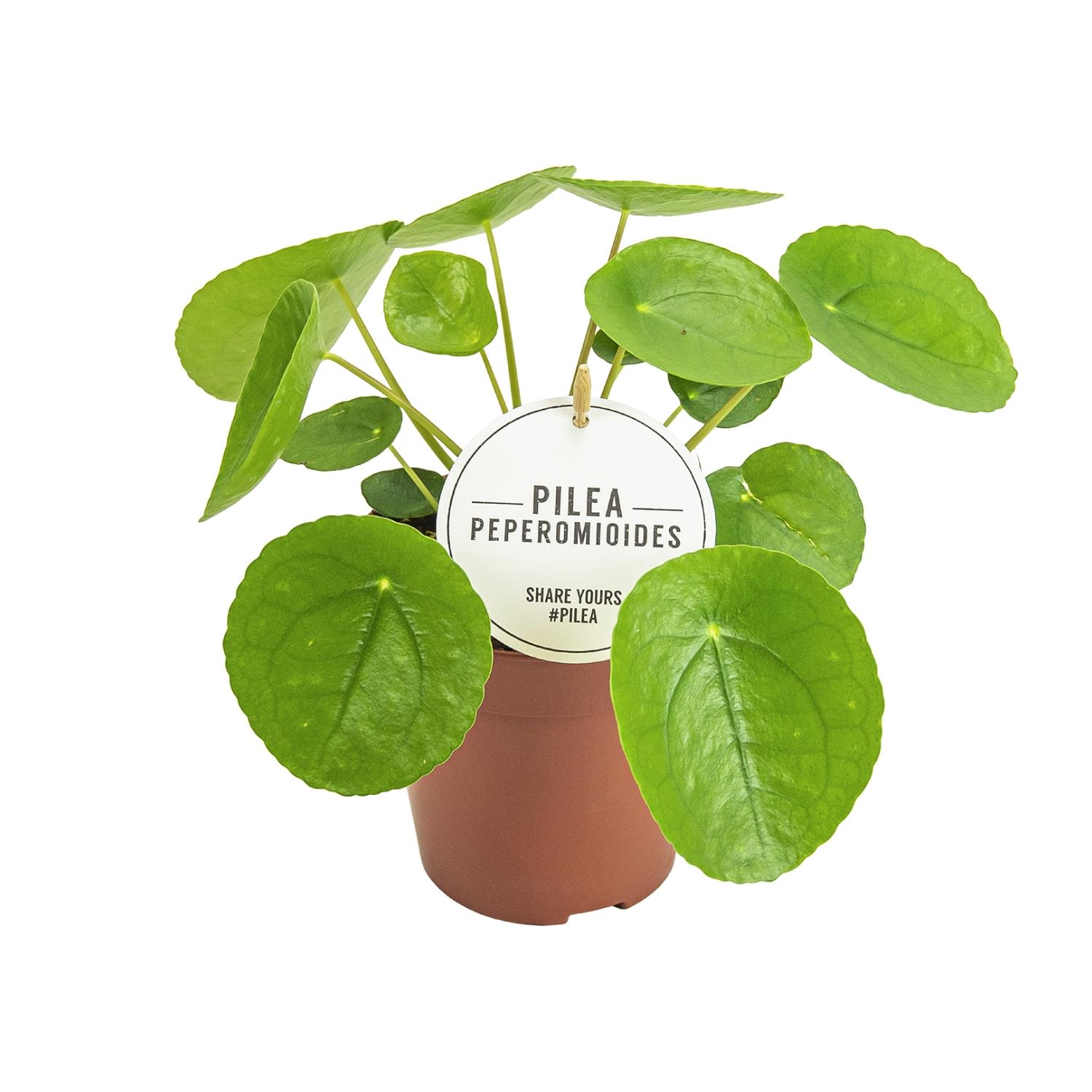 Pilea Peperomioides - Oryginalna roślina doniczkowa - Doniczka Ø13cm - H20cm