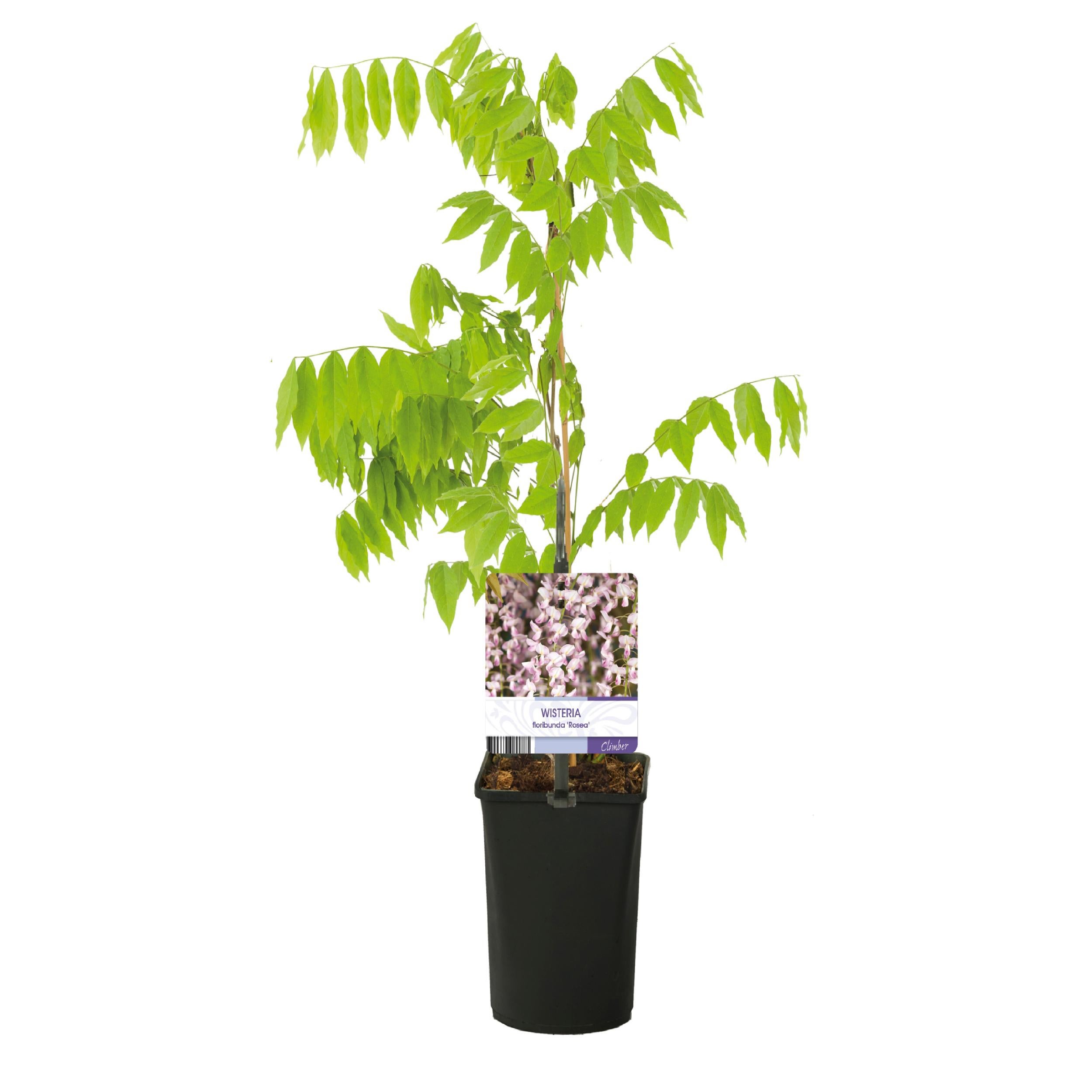 Green boutiQ  Wisteria Wisteria floribunda Rosea  1 rolina  Kwiat  rowy  Doniczka 11 cm  Wys 40 cm - Leroy Merlin