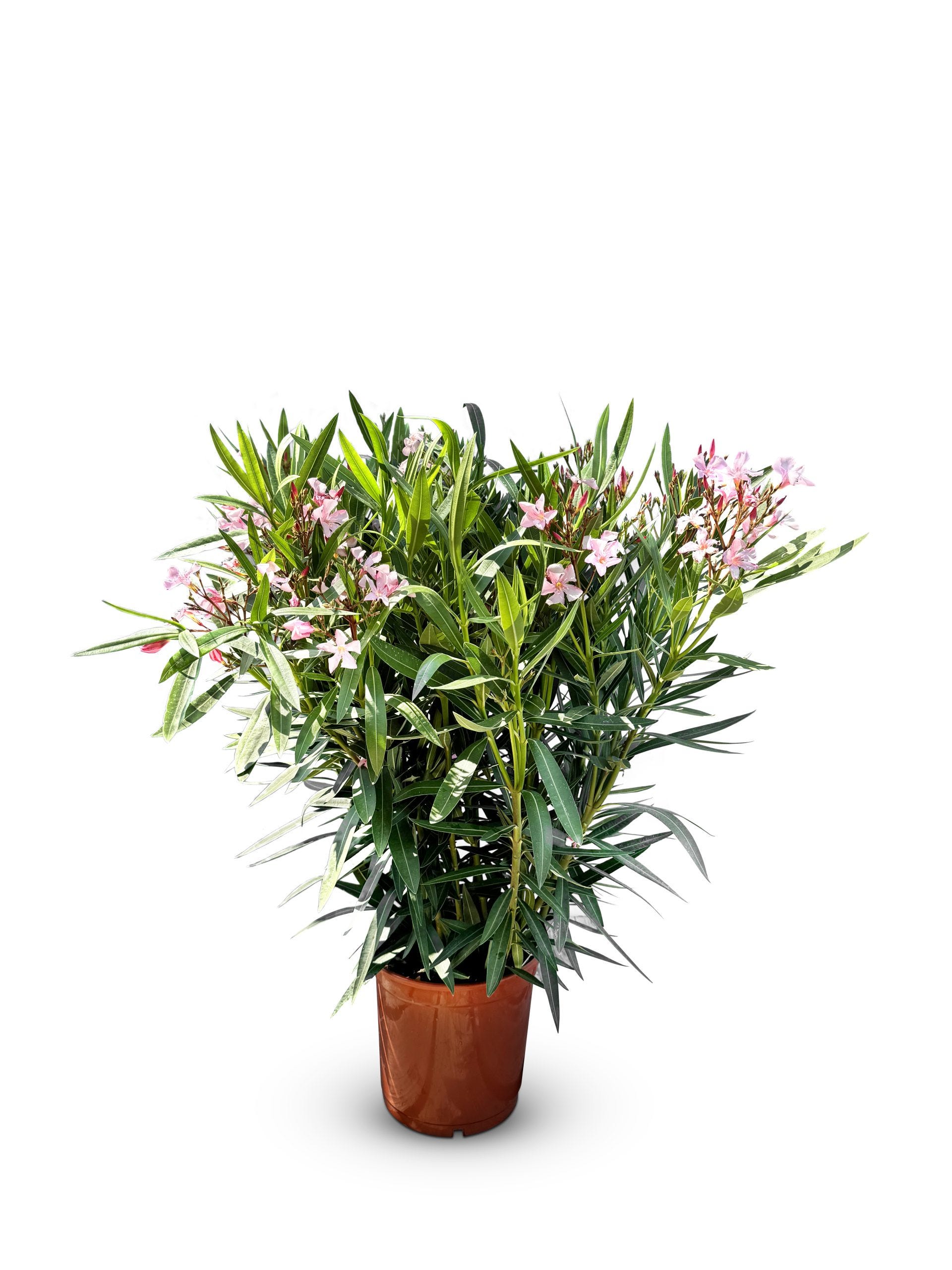 3000 Roses Laurier-rose rose - Nerium oleander - 120 cm | Leroy Merlin