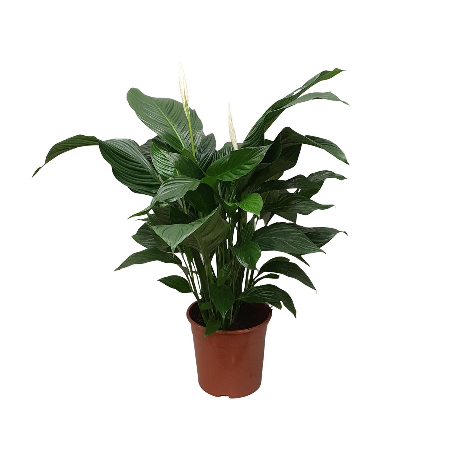 Spathiphyllum Sweet Silvana Skrzydłokwiat Ø24cm ↕80cm Roślina Doniczkowa Oczyszczająca Powietrze