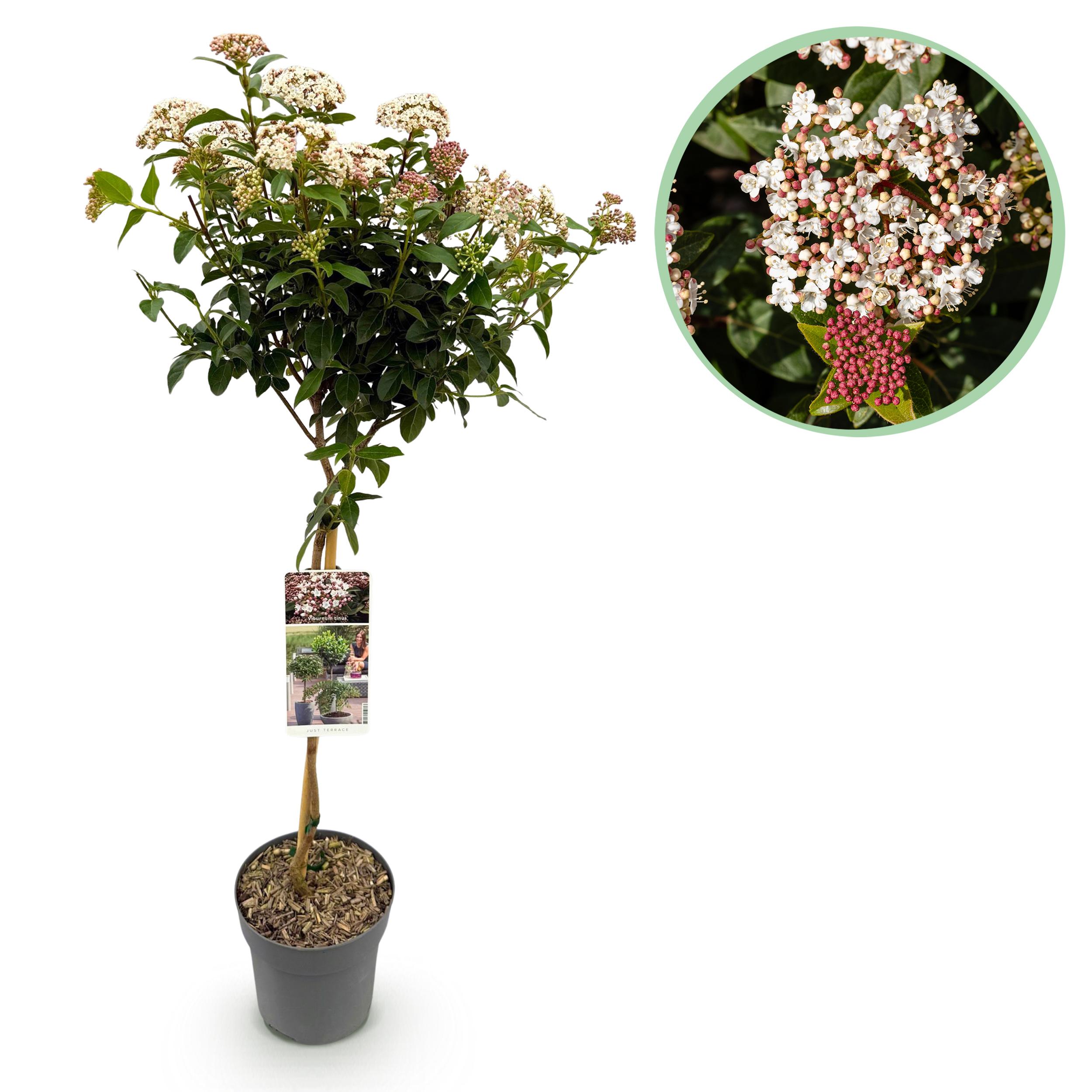Green boutiQ – Roślina na pniu – Viburnum tinus – Roślina tarasowa – Zimozielona – Kwiaty biało-różowe – Doniczka 19 cm wys90 cm