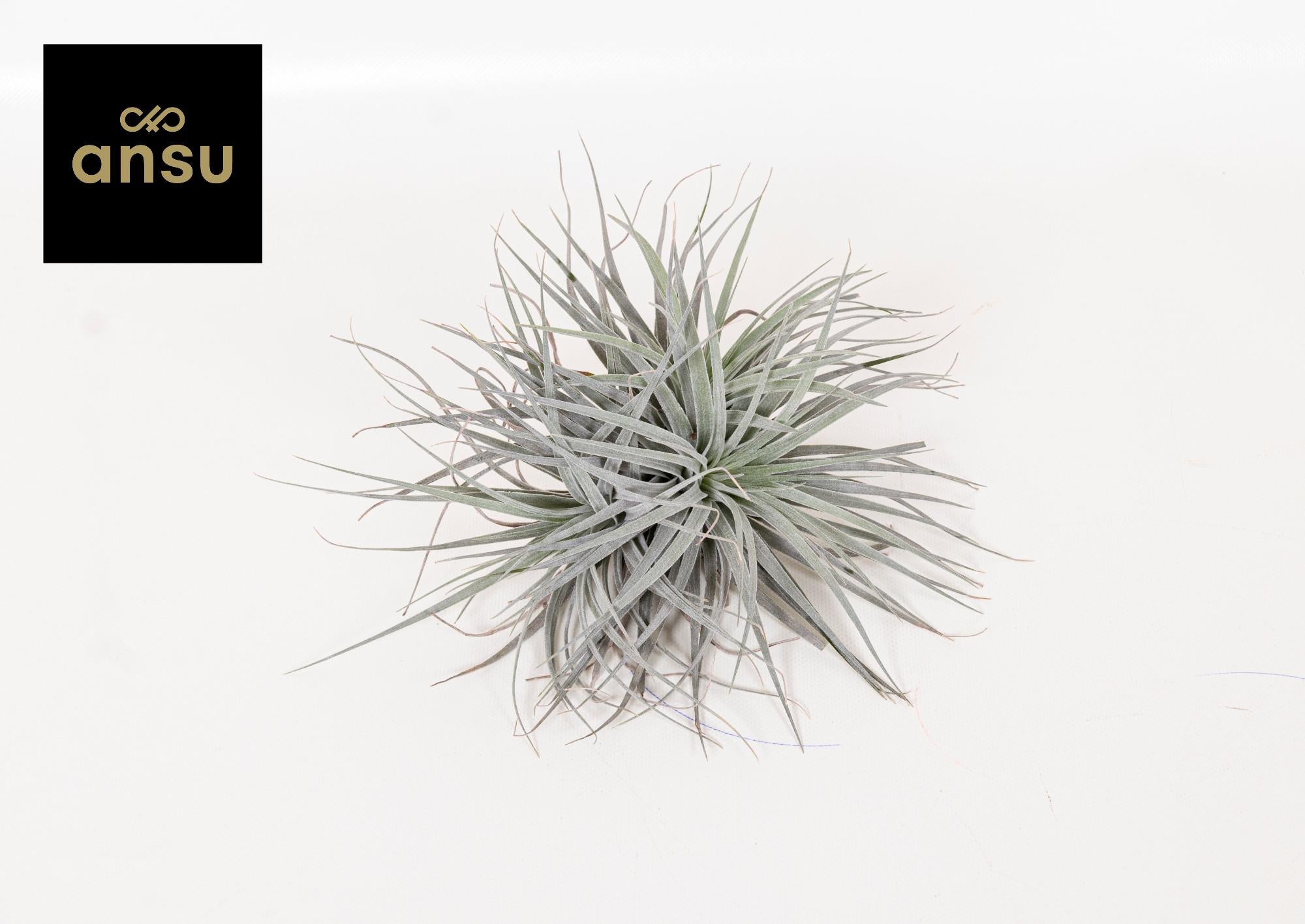 Tillandsia Super Silver XL roślina powietrzna Tillandsia - Doniczka Ø20cm - Wysokość 15cm