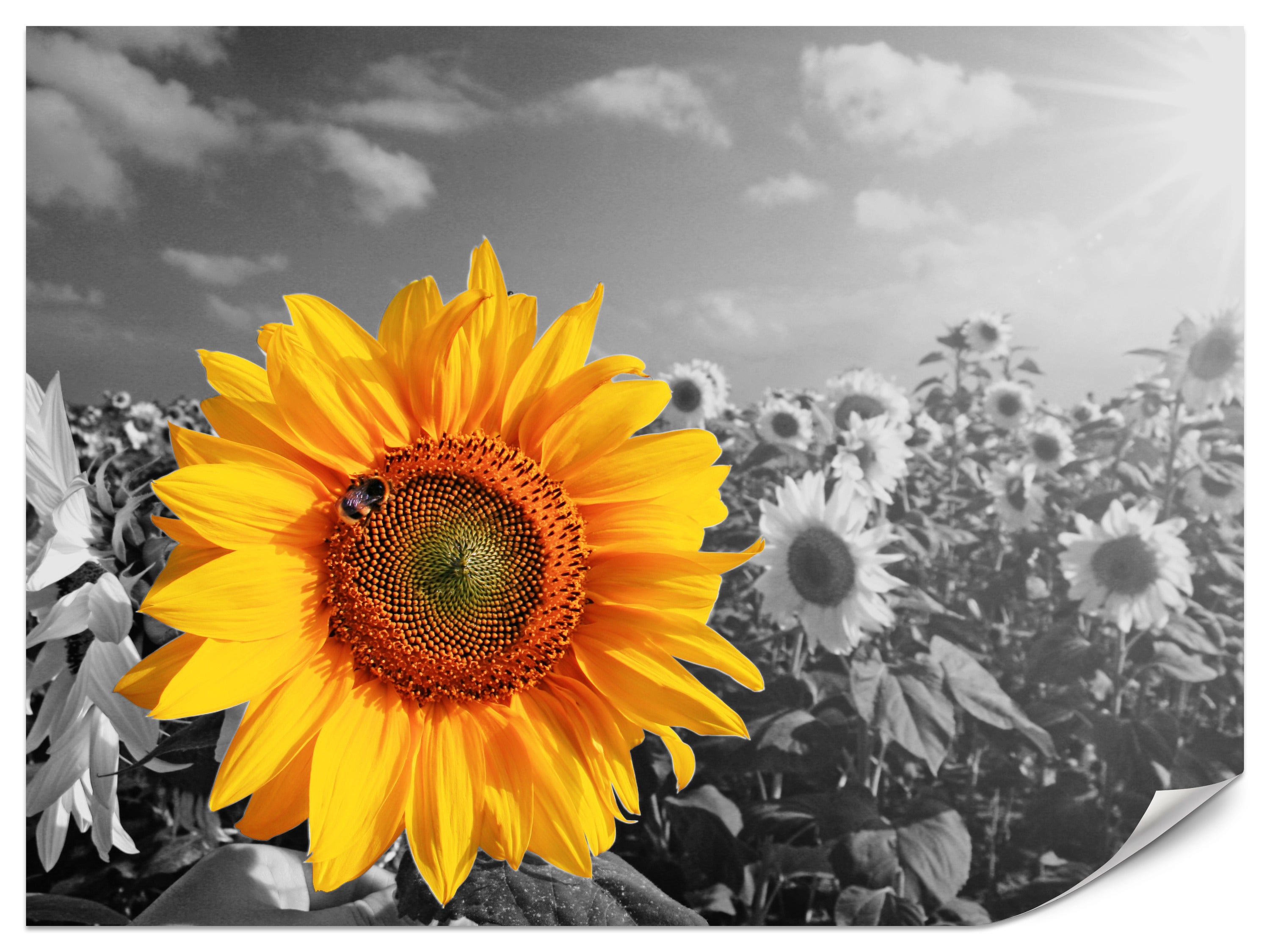 FOTOTAPETA DO SALONU JADALNI POLE KWIATÓW SŁONECZNIKI STYL BOHO 3D 450x315