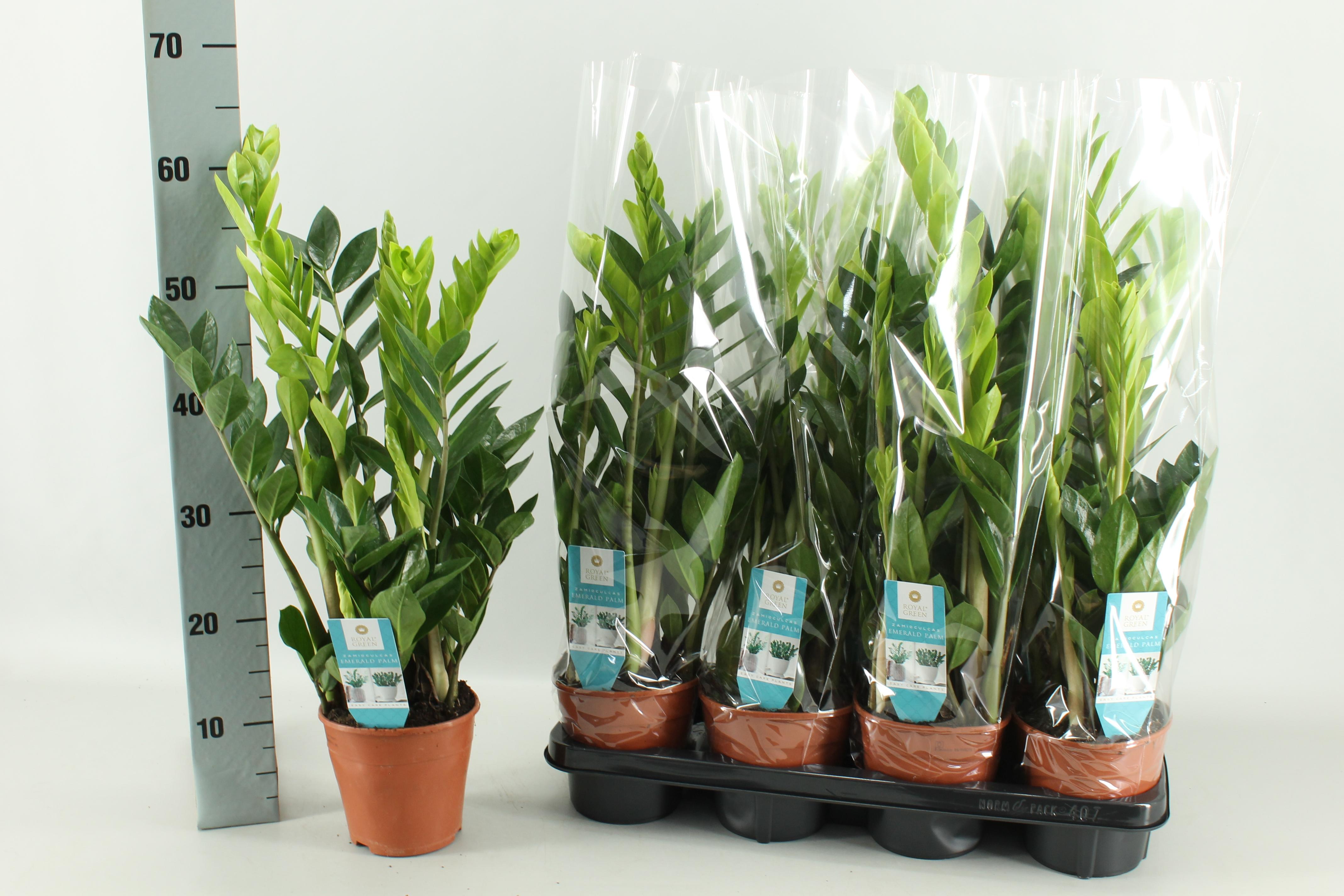 Zamioculcas - Roślina ZZ do wnętrz - Doniczka Ø14cm - Wysokość ok. 65cm