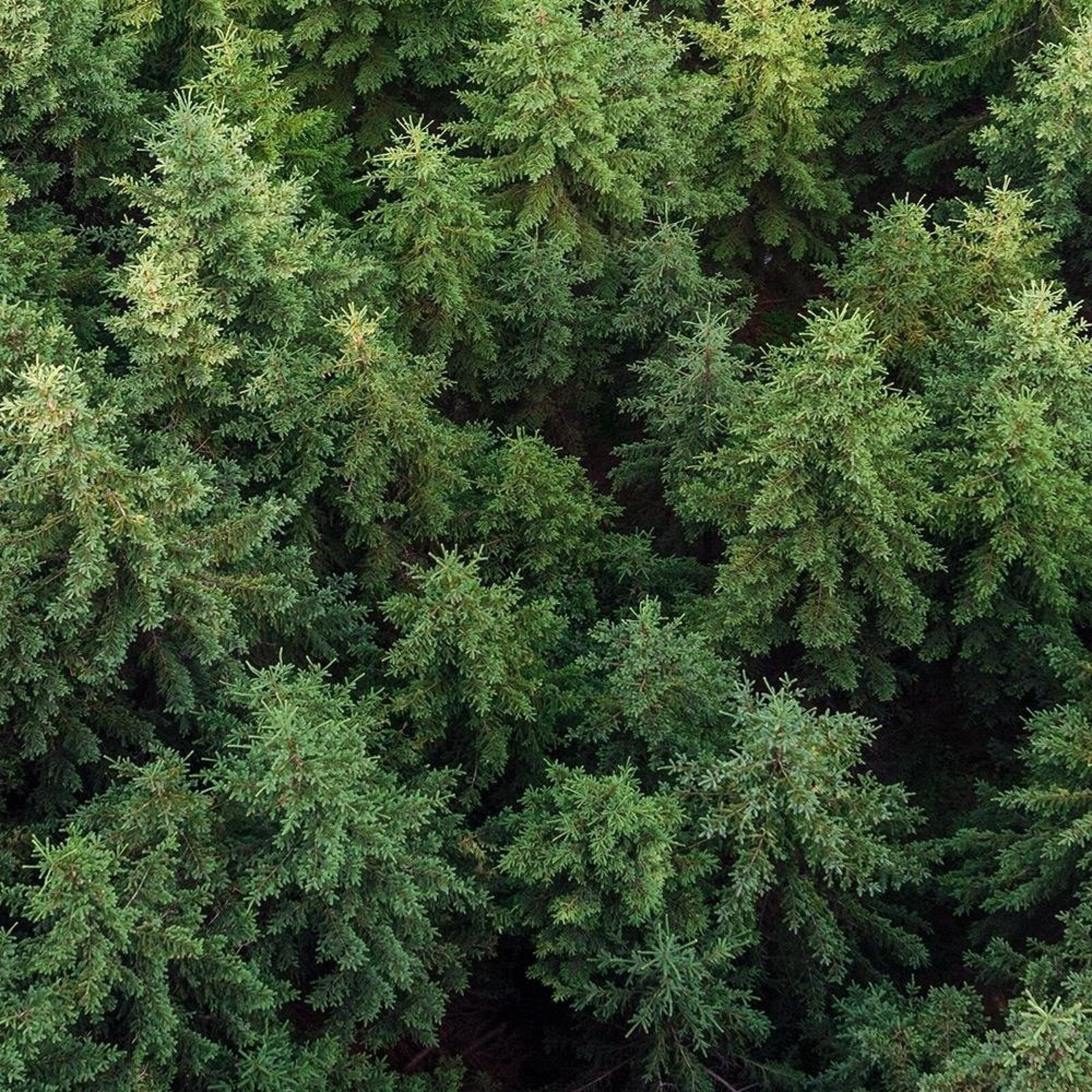 Tableau forêt d'épicéas - 120 x 80 cm - 4