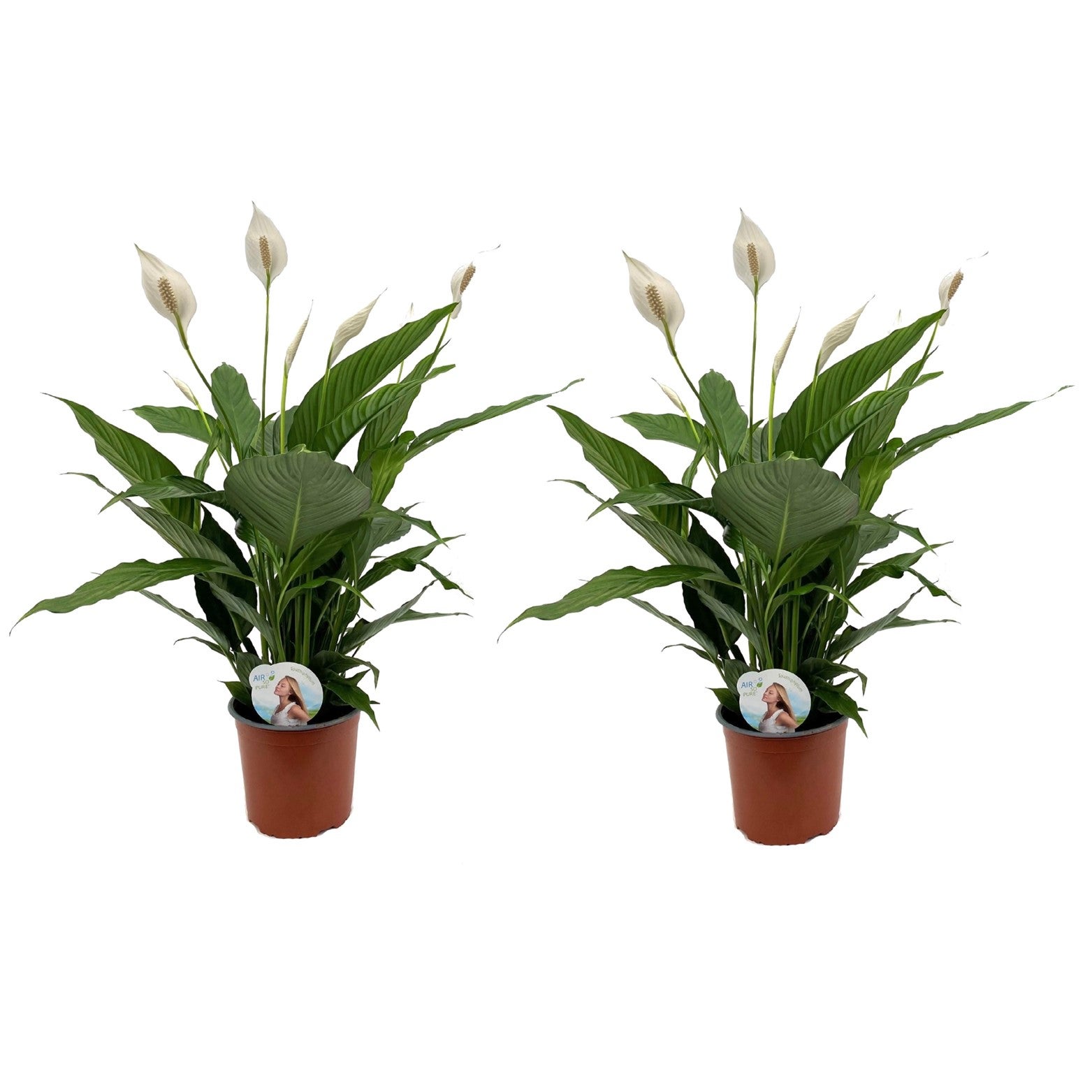 Spathiphyllum Lima 