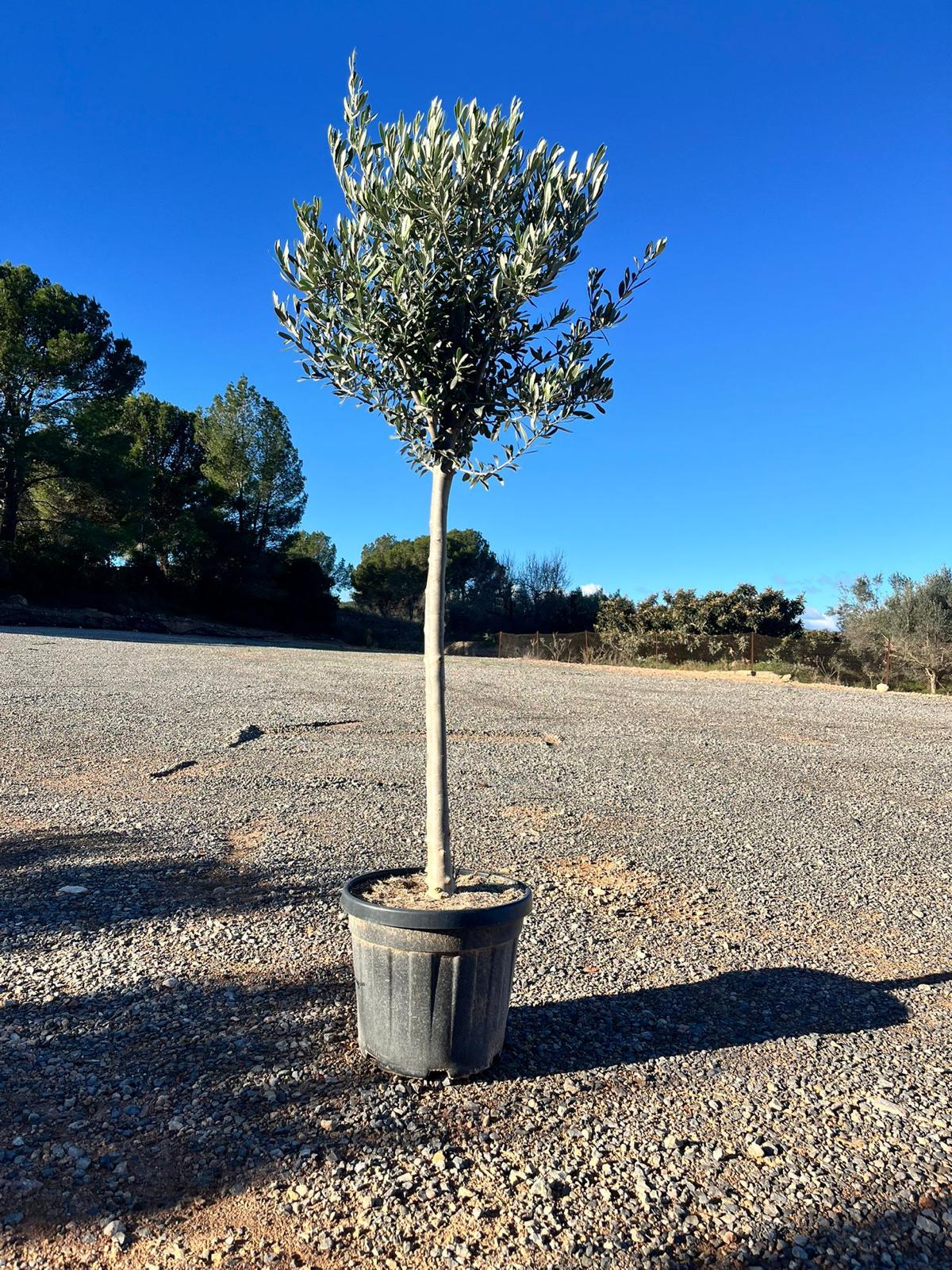 Olivier méditerranéen Olea europaea 170 cm – Résistant au gel jusqu’à -18 °C – Ambiance méditerranéenne pour le jardin et la terrasse - 15 ans - 5