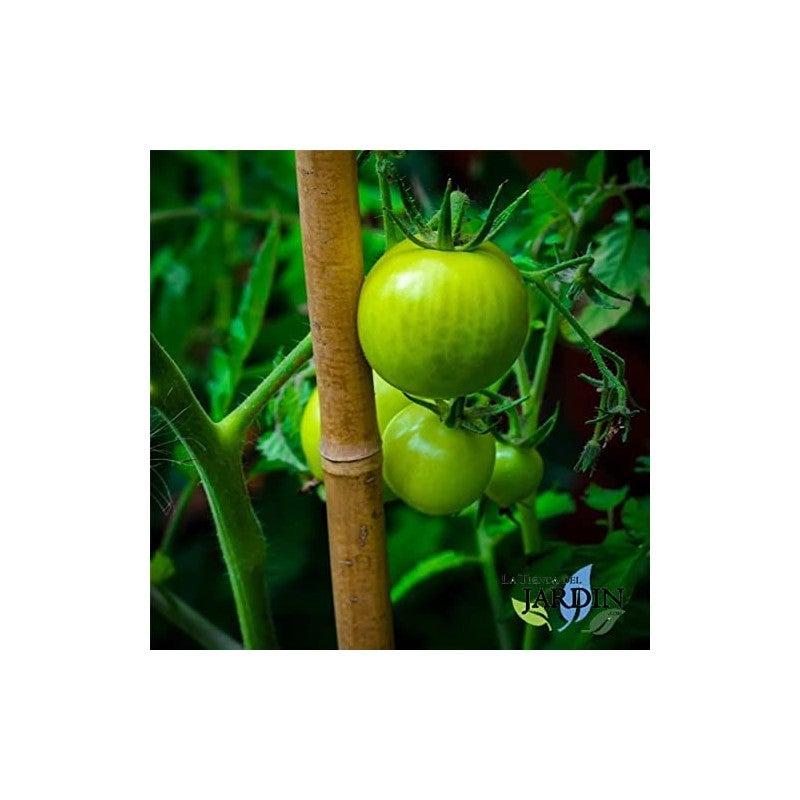 Pack de 25 tuteurs en bambou 180 cm (12-14 mm) | Tiges de bambou pour plantes et arbres | Tuteurs pour tomates et plantes grimpa - 8