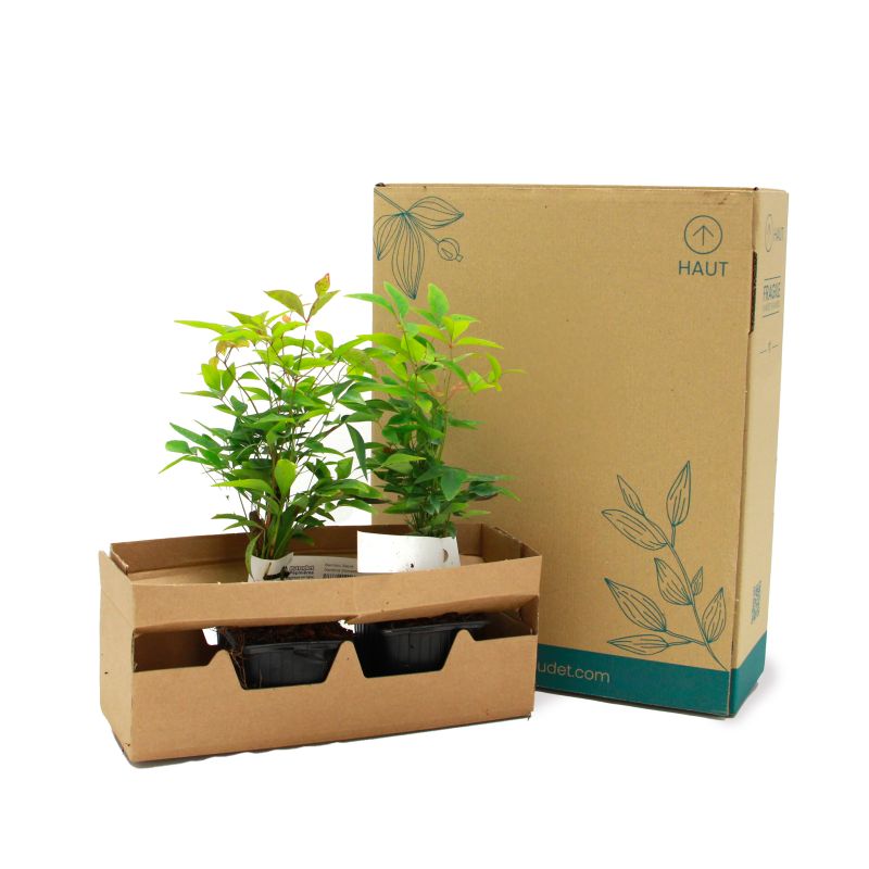 Bambou sacré (Nandina domestica) - Godet - Taille 10/15cm - Pépinières Naudet - 5