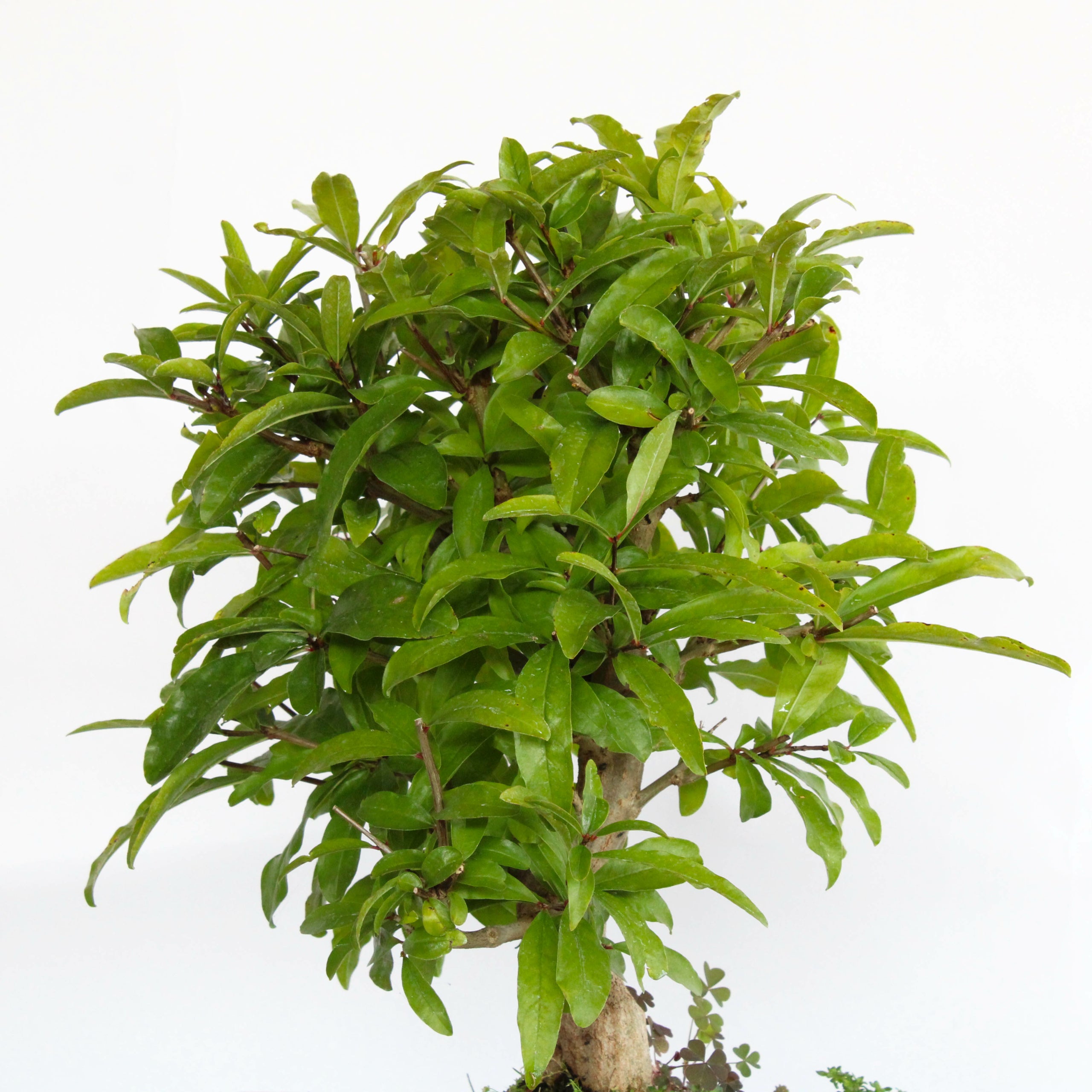 bonsai tree plant pot Pine Tree pre Bonsai Material Plant with Nursery Pot – GreenParadiseLive