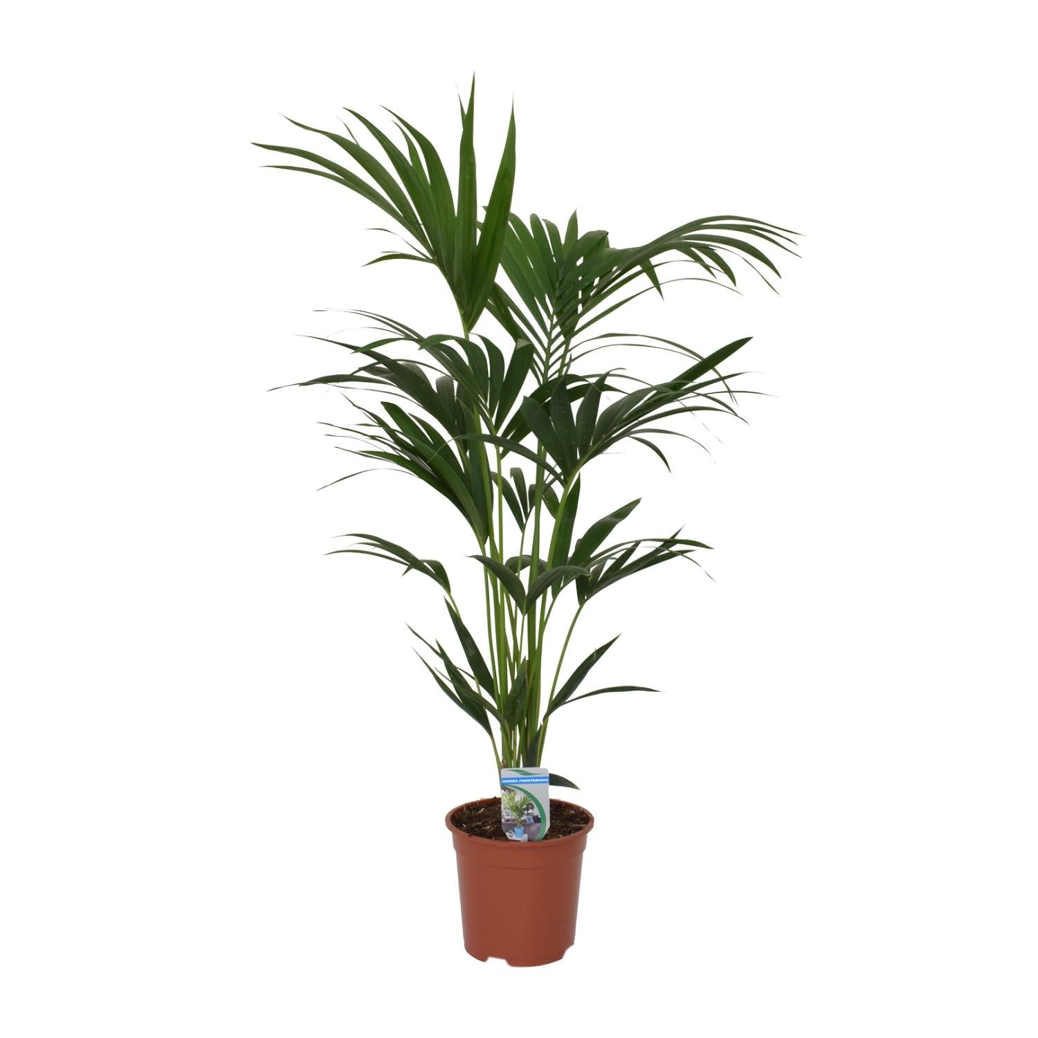 Howea forsteriana - Palma Kentia 21 cm - 120 cm, eleganckie liście do wnętrz