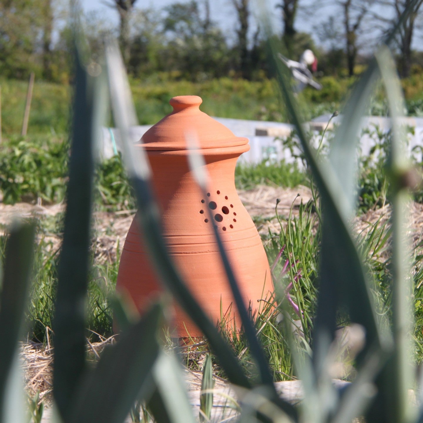 Pure garden - 5