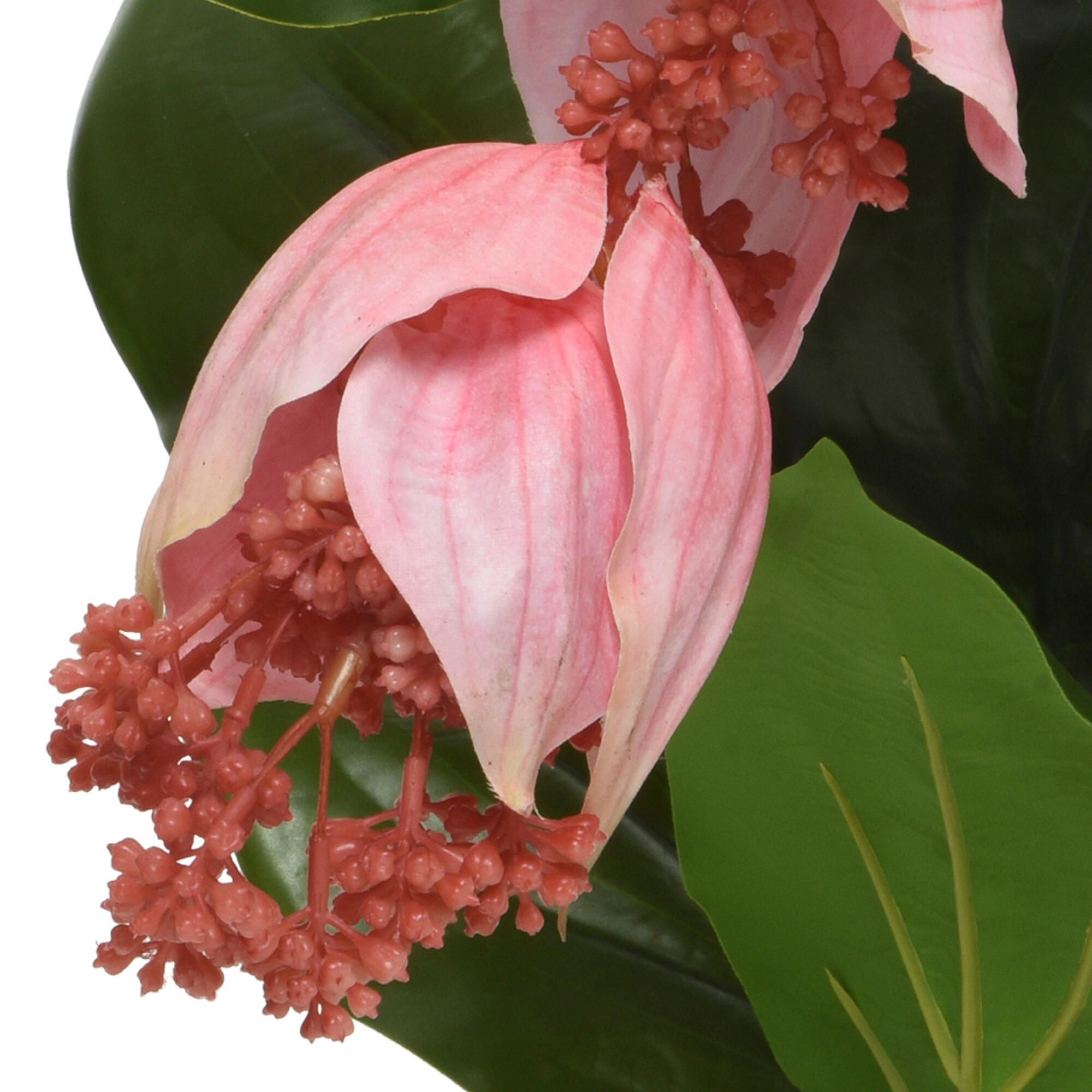 Plante artificielle Medinilla de 42 cm de hauteur - 2