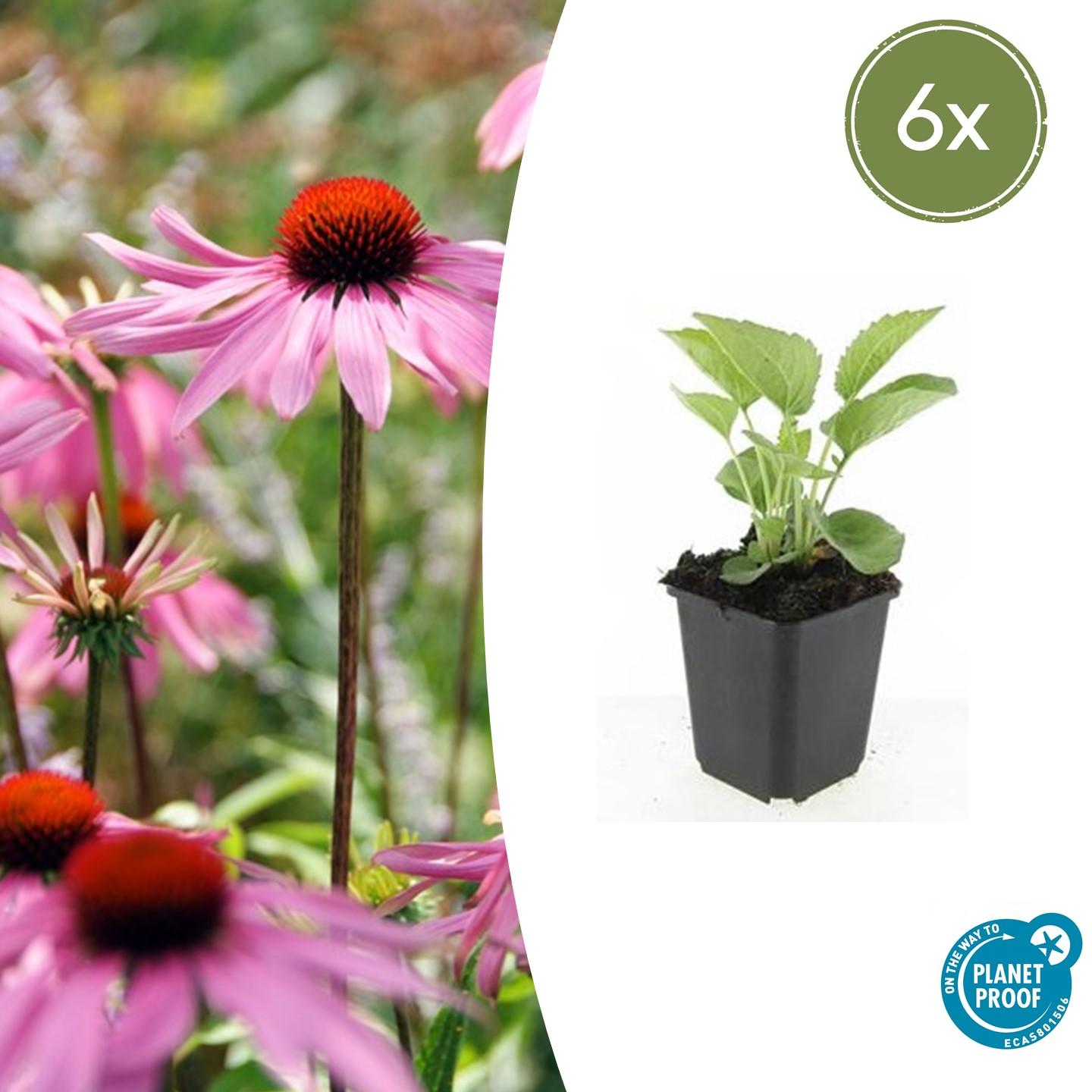 6x Jeżówka purpurowa 'Magnus' - Kwiaty różowe - Bylina odporna - Doniczka Ø9cm - Wys. 10-25cm