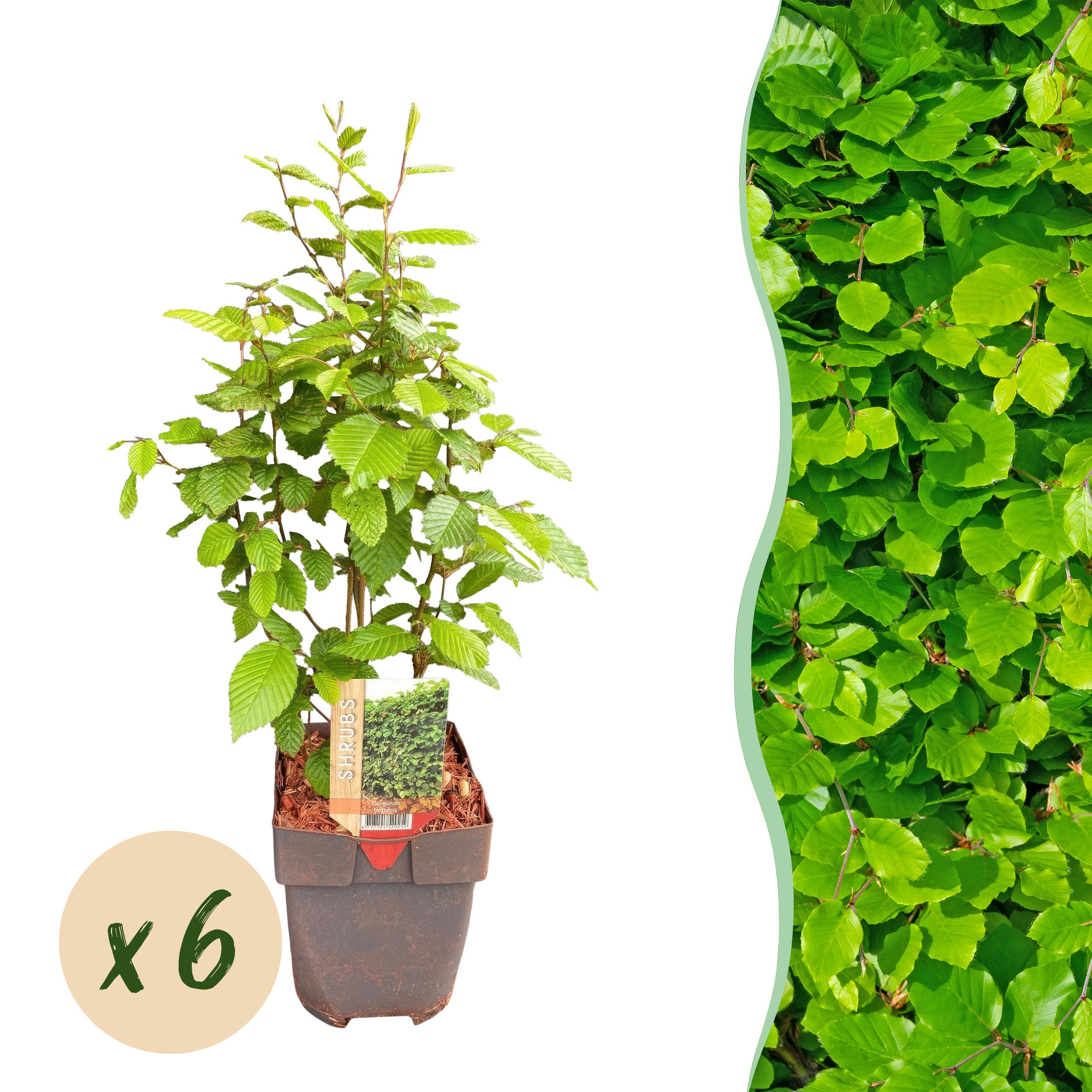 Green boutiQ – Żywopłot Carpinus betulus – 6 roślin – 1 metr bieżący – Liściasty – Doniczka 17 cm – Wys 55 cm