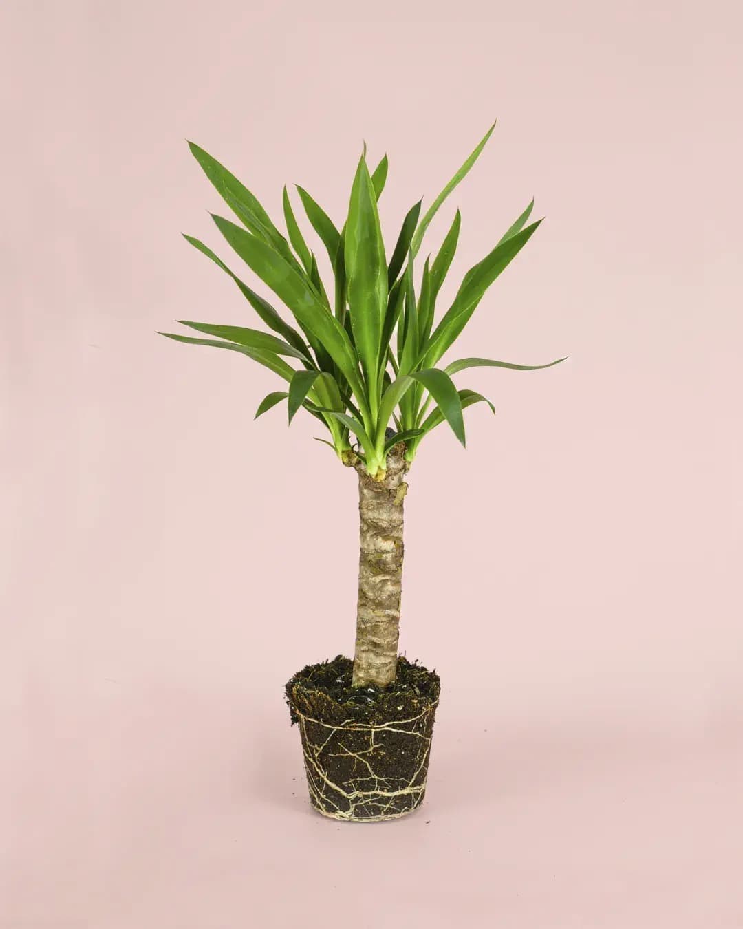 Yucca | Plantas Naturales Exterior | Pur Plant | Leroy Merlin