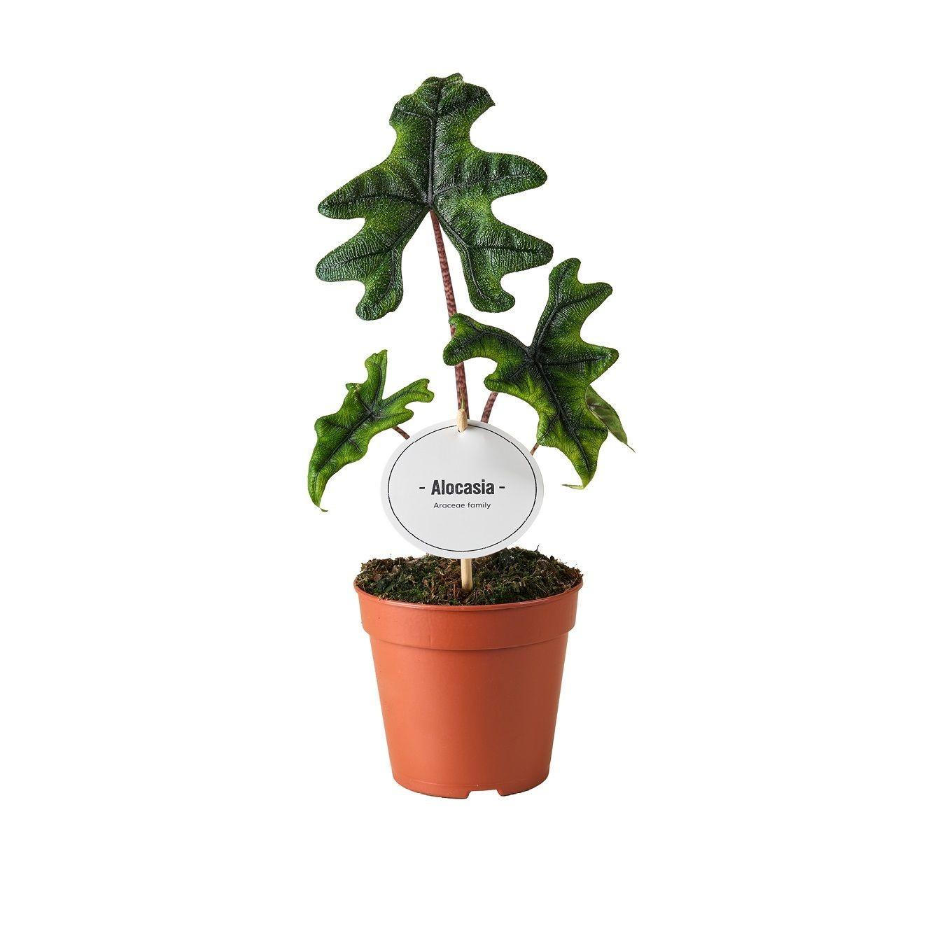 Alocasia Jacklyn roślina doniczkowa egzotyczna doniczka Ø12cm wysokość 30cm liście zielone